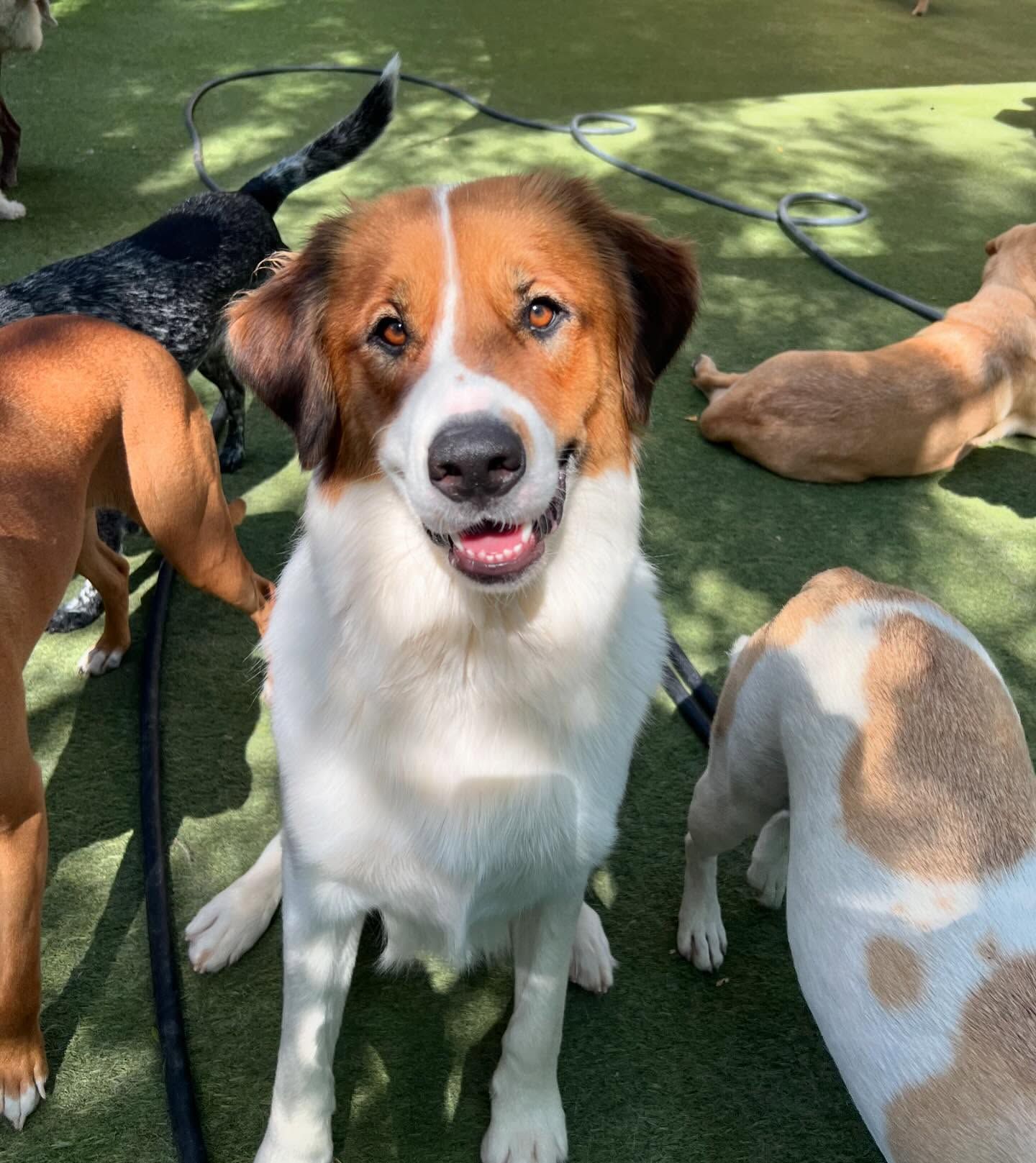 A brown and white dog is surrounded by other dogs