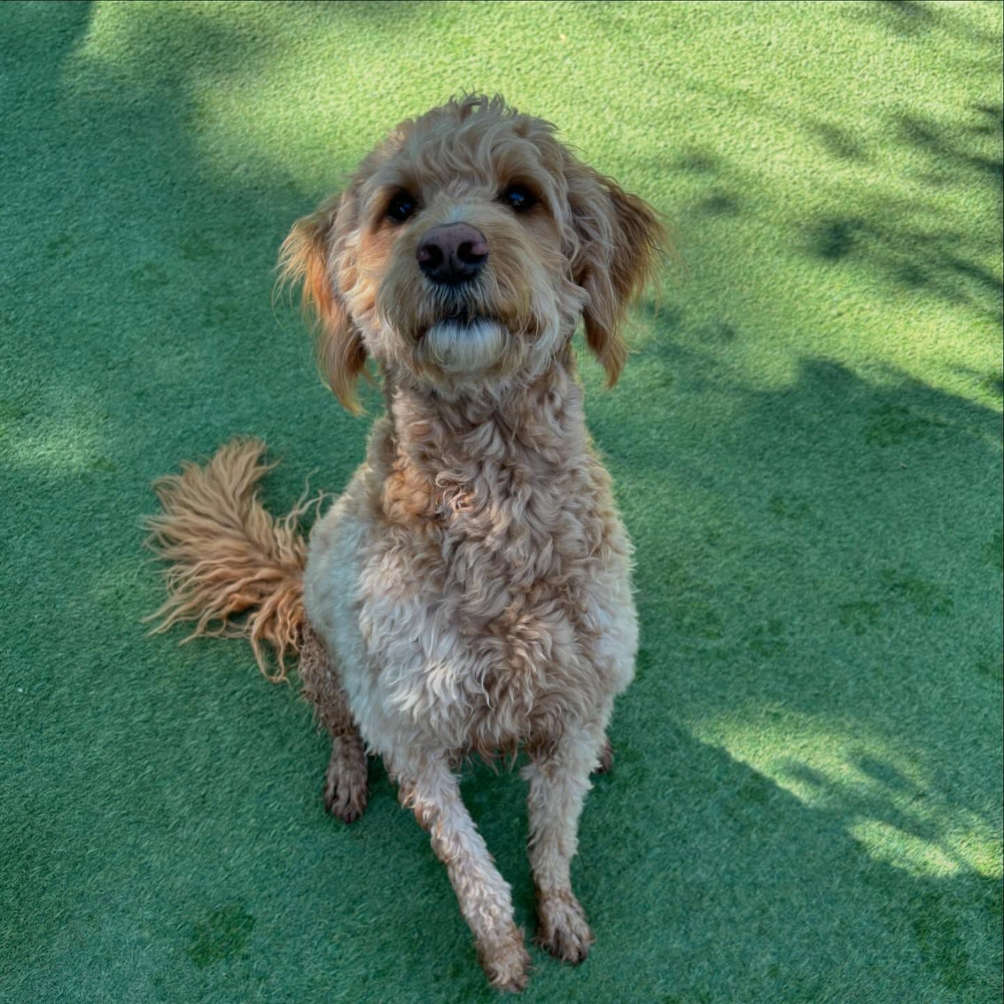 A small brown and white dog is sitting on a green lawn