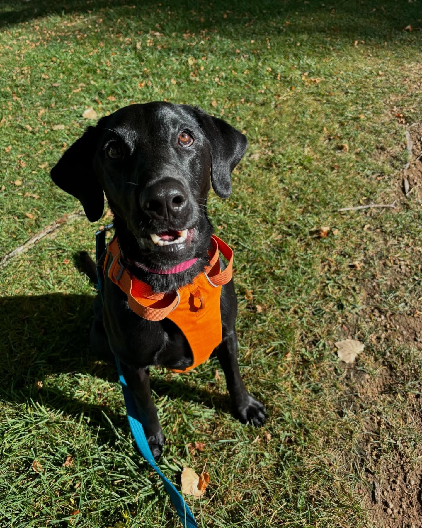 A black dog wearing an orange harness is sitting on the grass