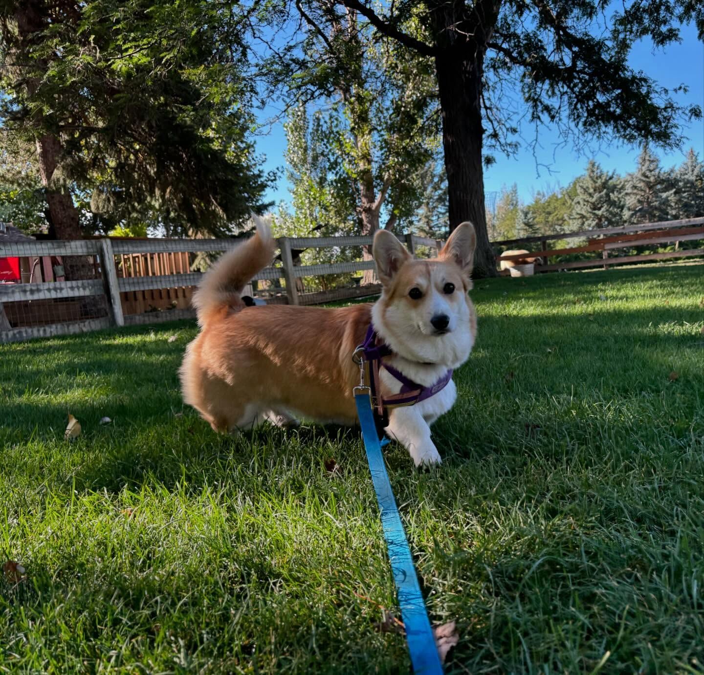 A small dog on a leash is standing in the grass
