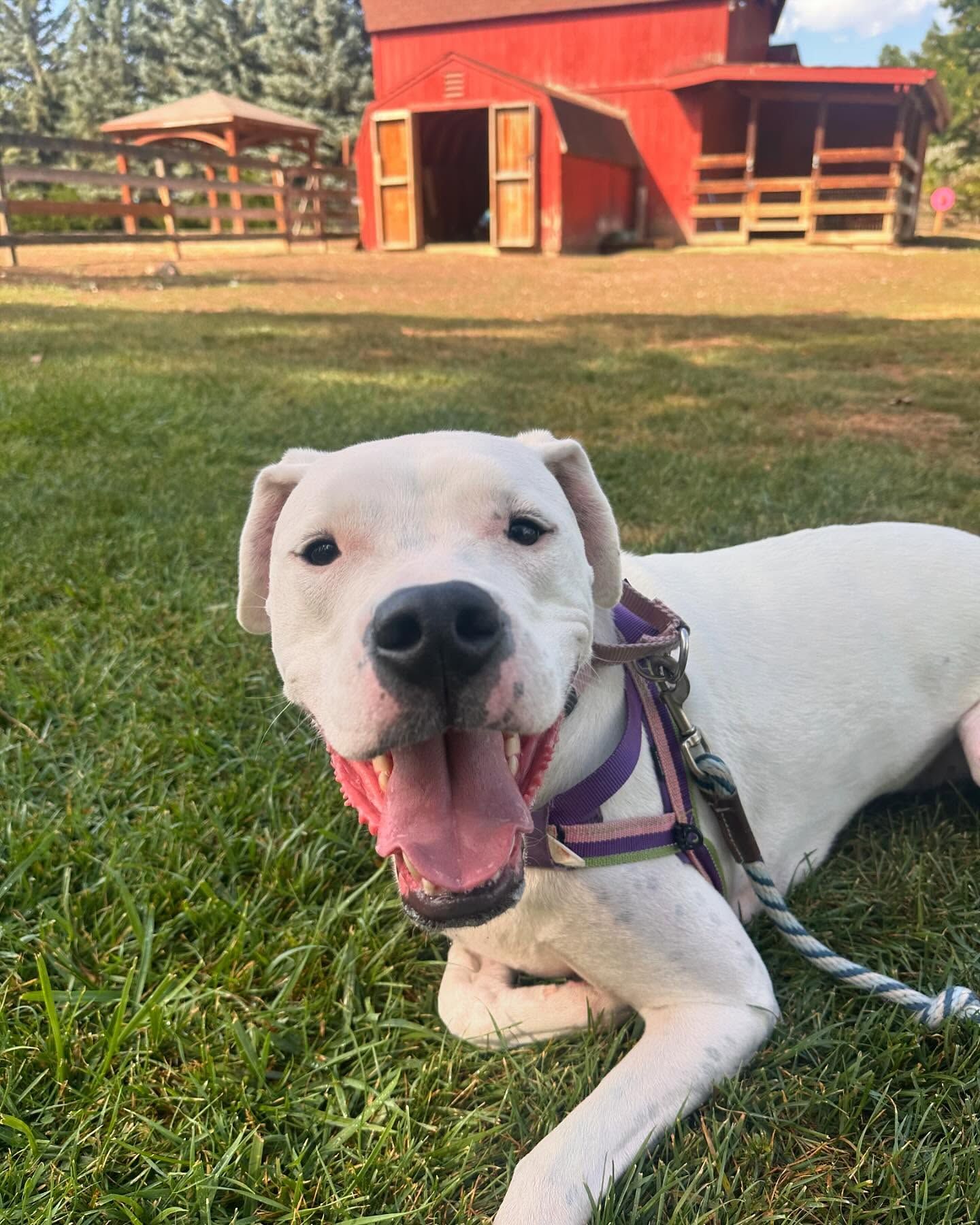 A white dog is laying on the grass with its mouth open