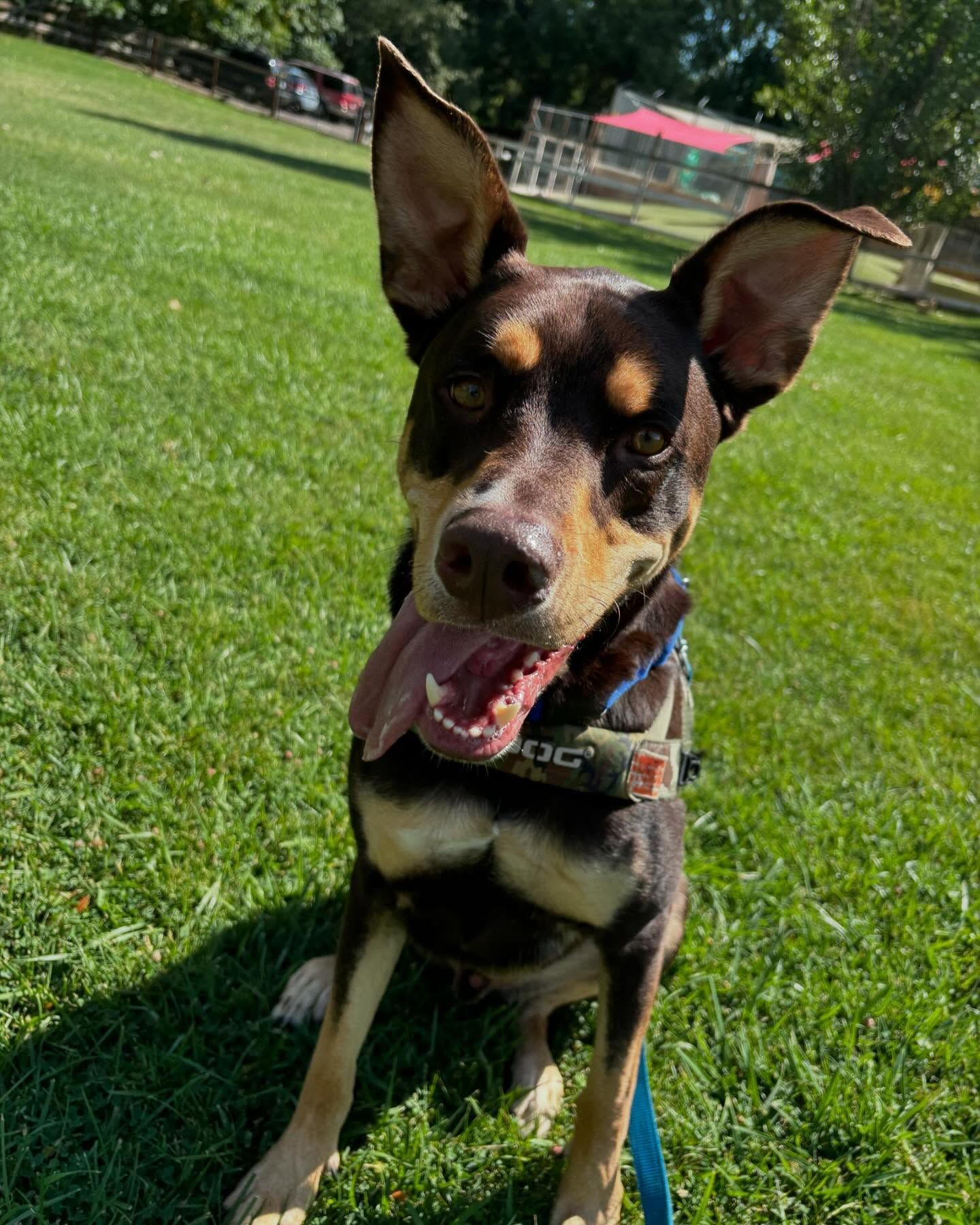 A brown and white dog is sitting on the grass with its tongue hanging out
