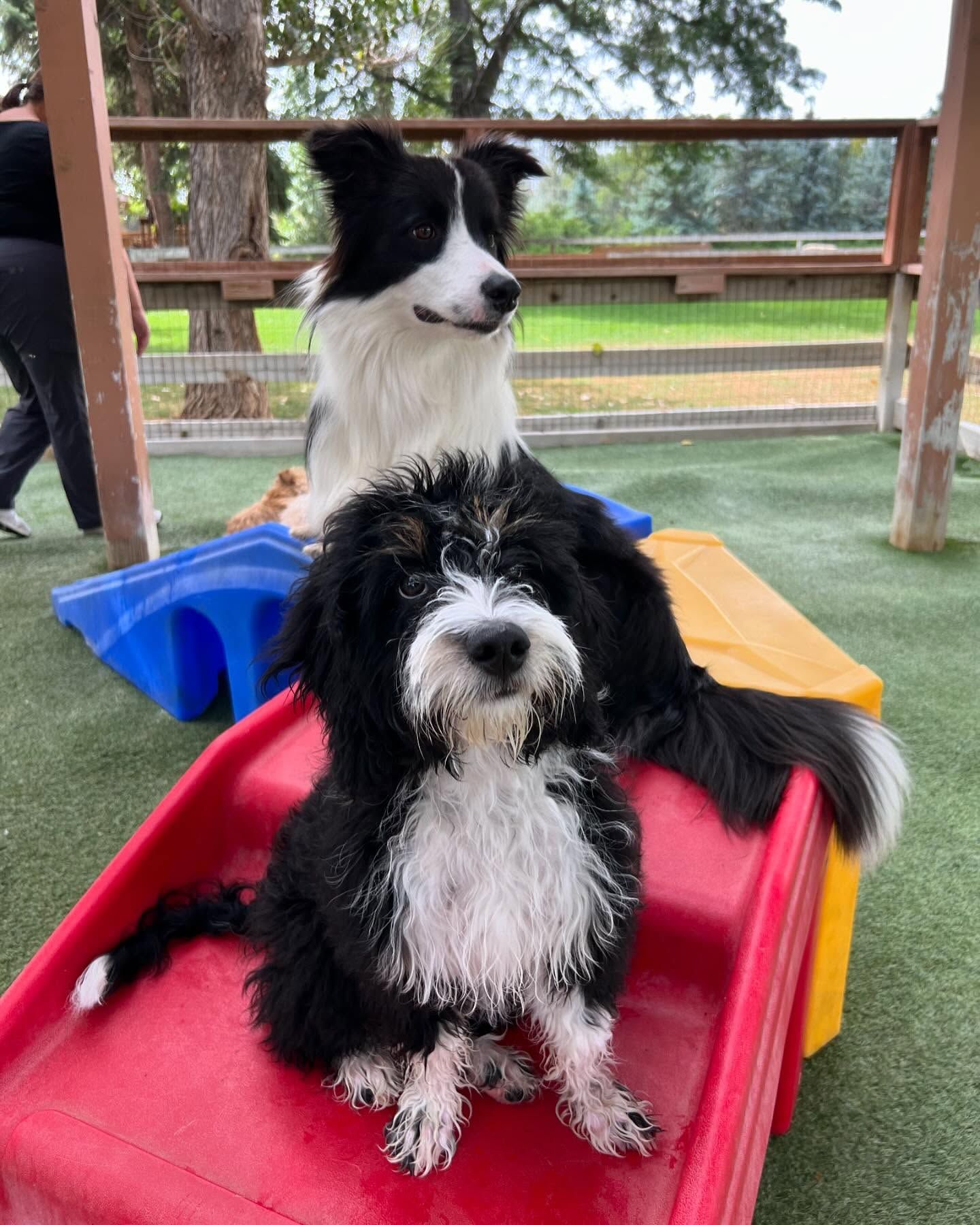 Two dogs are sitting on top of a red ramp