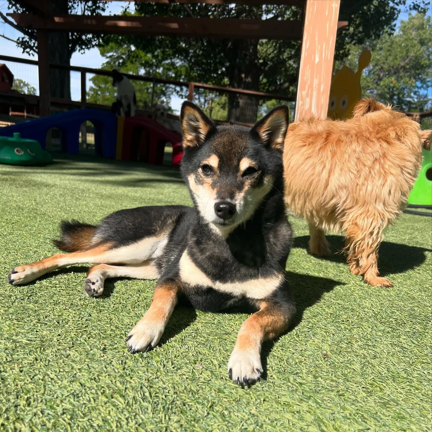 A dog laying on the grass looking at the camera