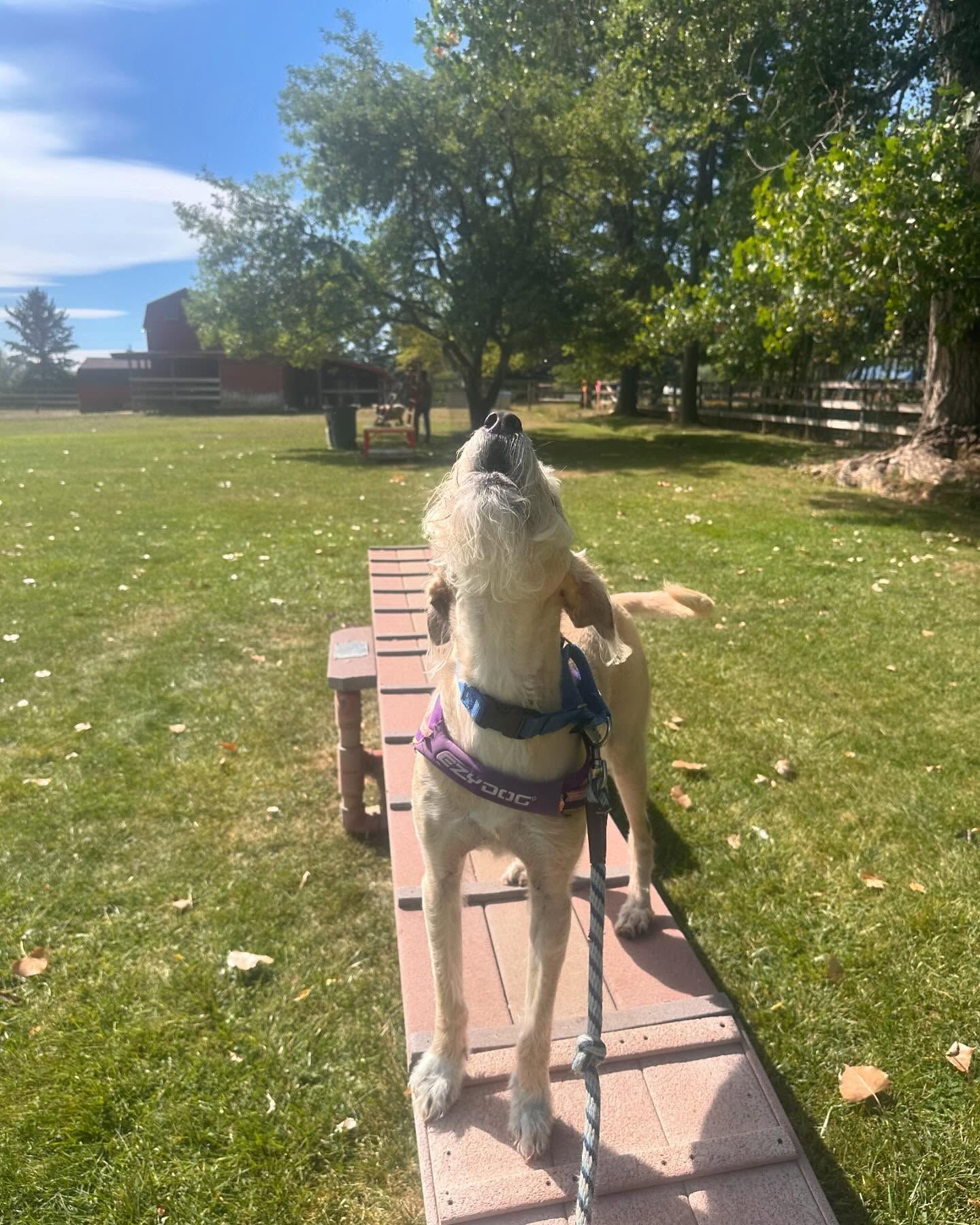 A dog is standing on a brick walkway in a park