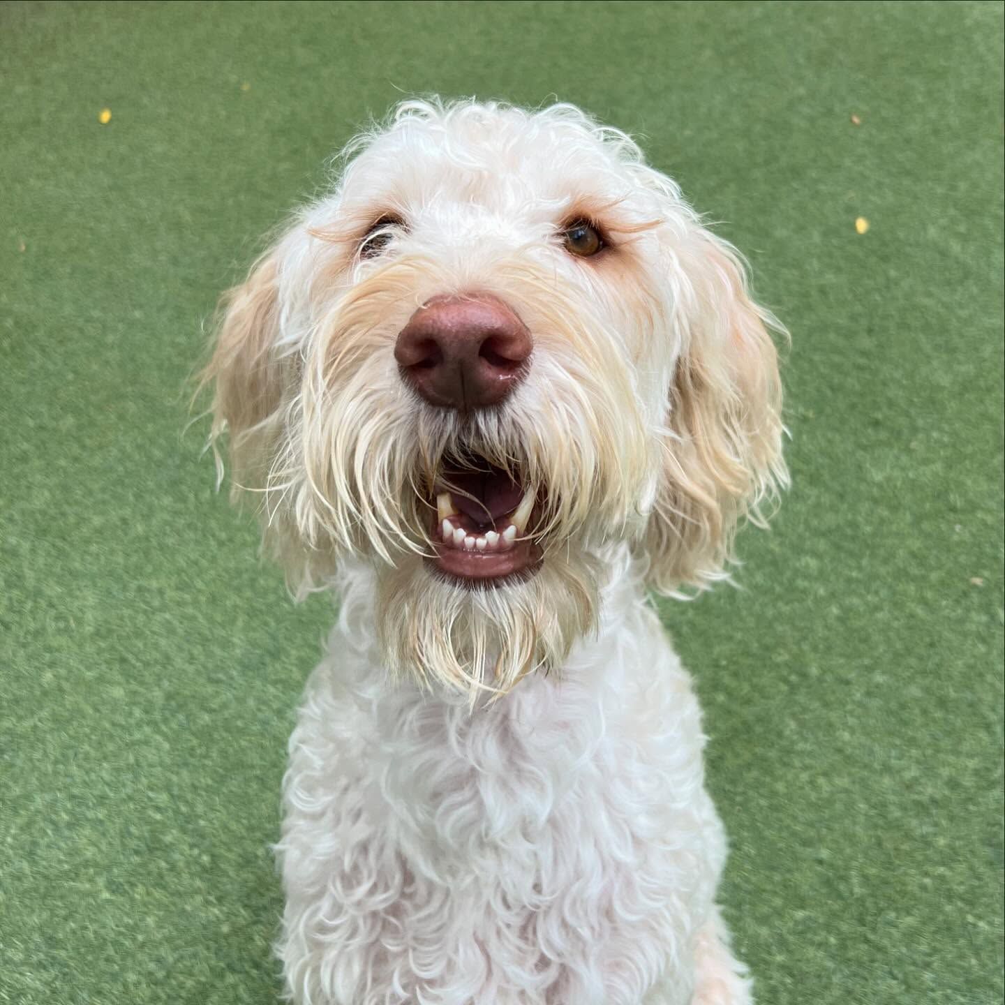 A white dog with brown ears and a beard is sitting on a green field