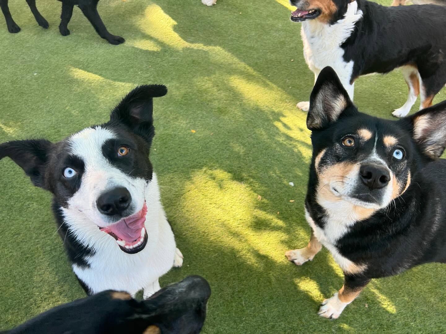 A group of dogs are standing on top of a lush green field looking up at the camera
