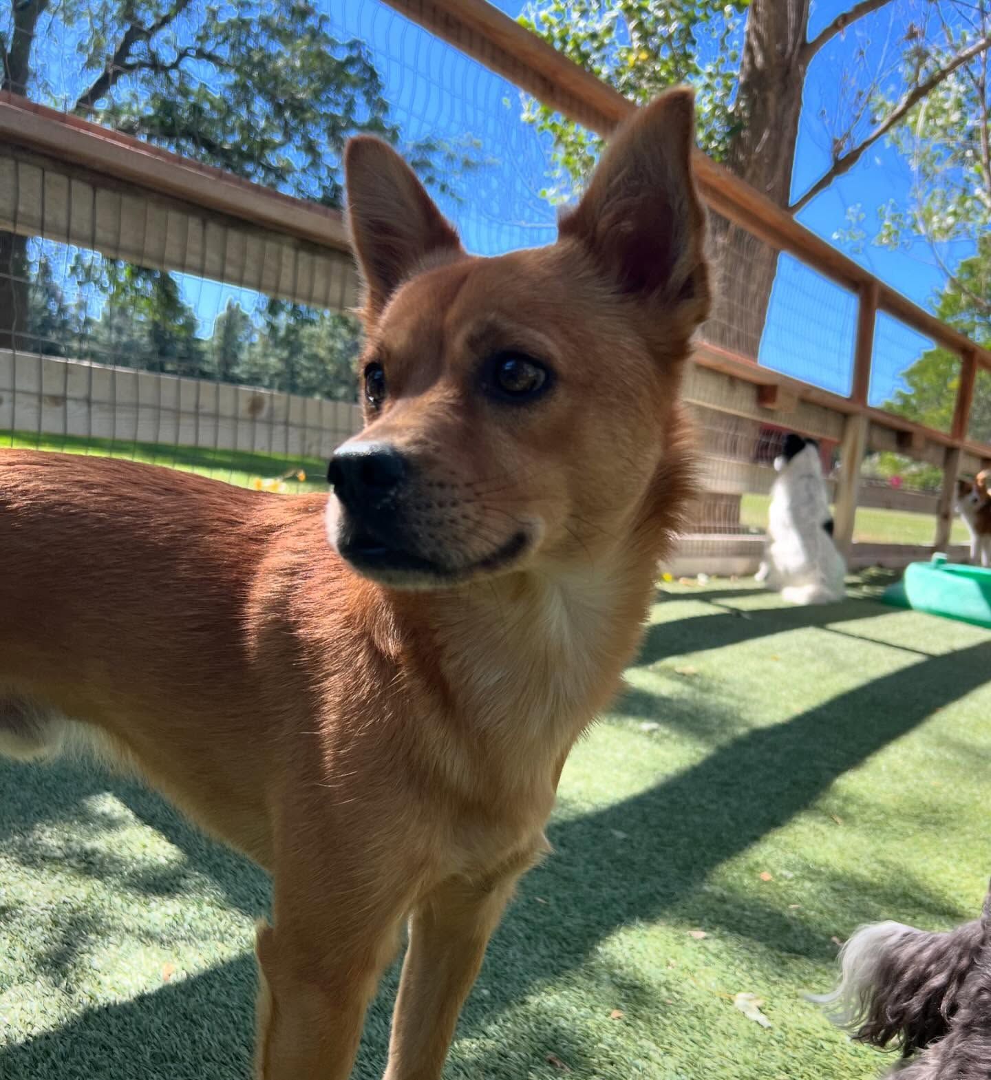 A brown and white dog standing on a grassy field