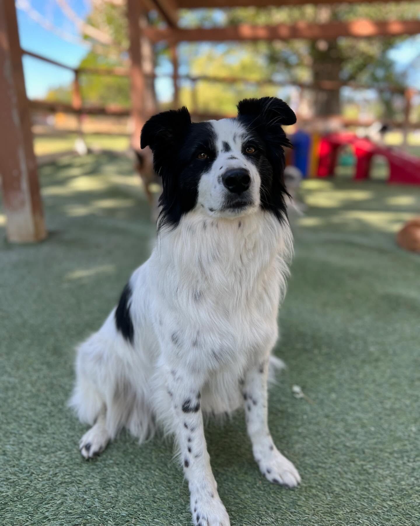 A black and white dog is sitting on the grass and looking at the camera