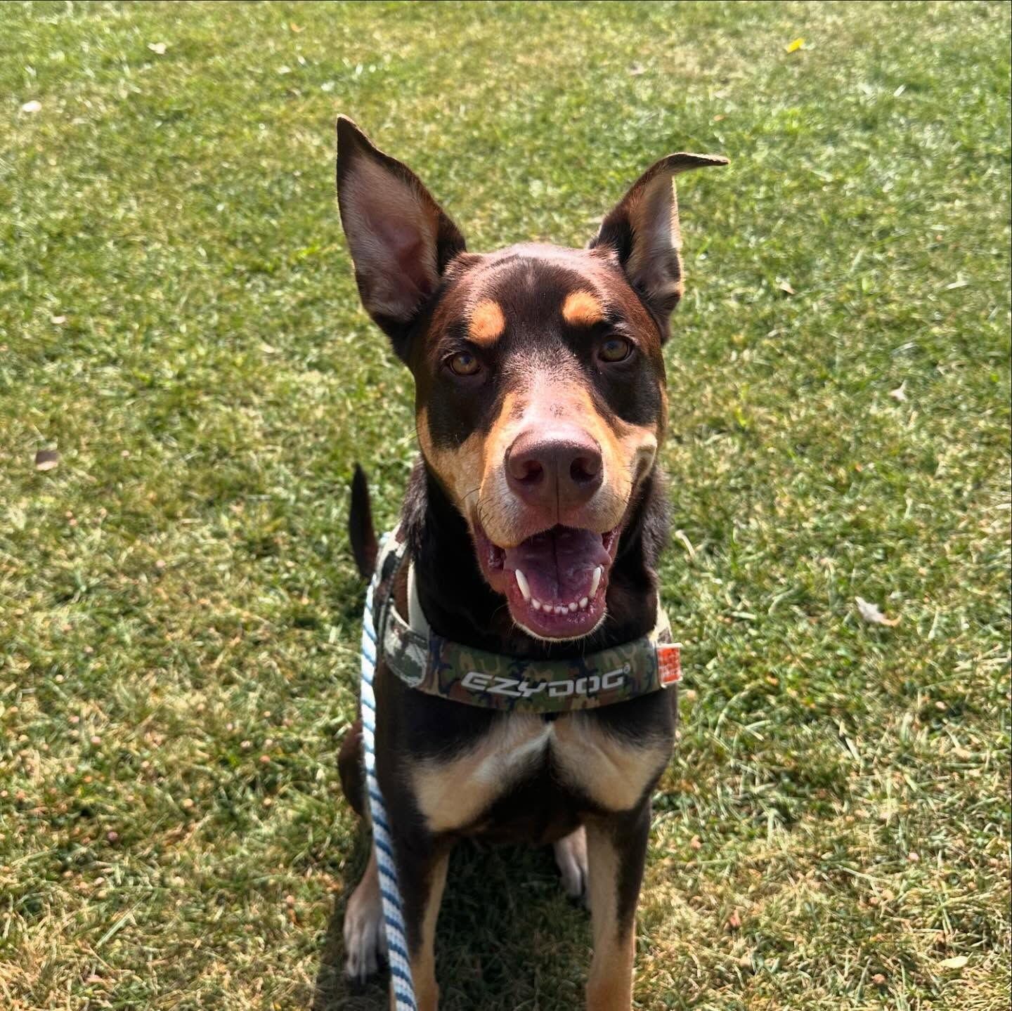A brown and black dog wearing a camo collar