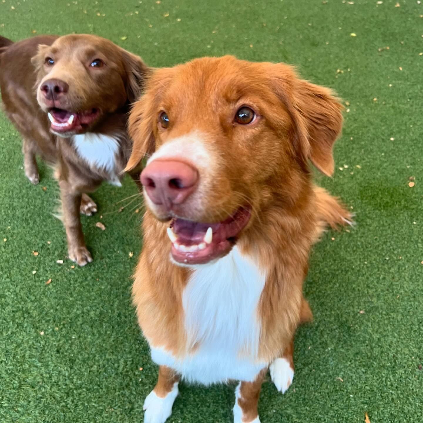 Two brown and white dogs are standing next to each other