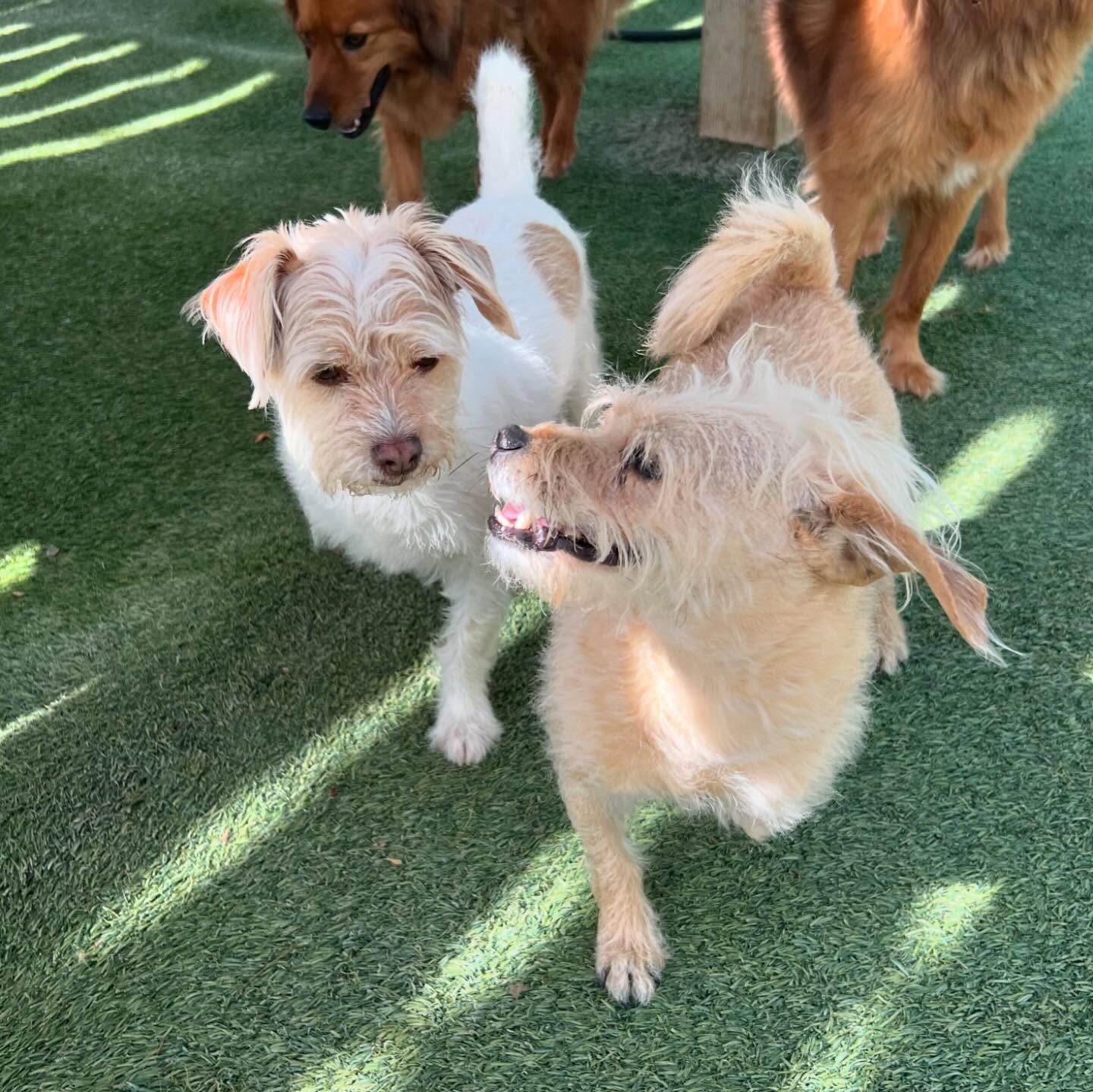 Two dogs are standing next to each other on a lush green field
