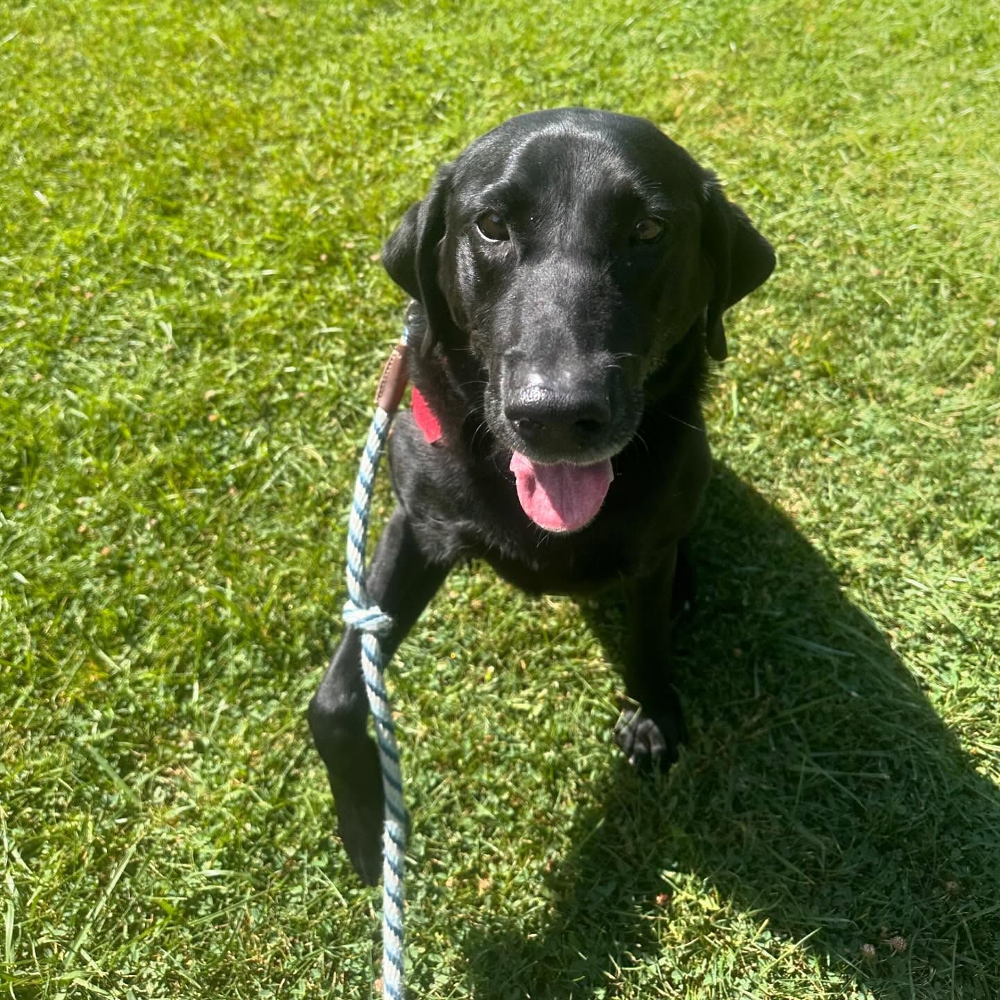 A black dog on a leash is standing on the grass