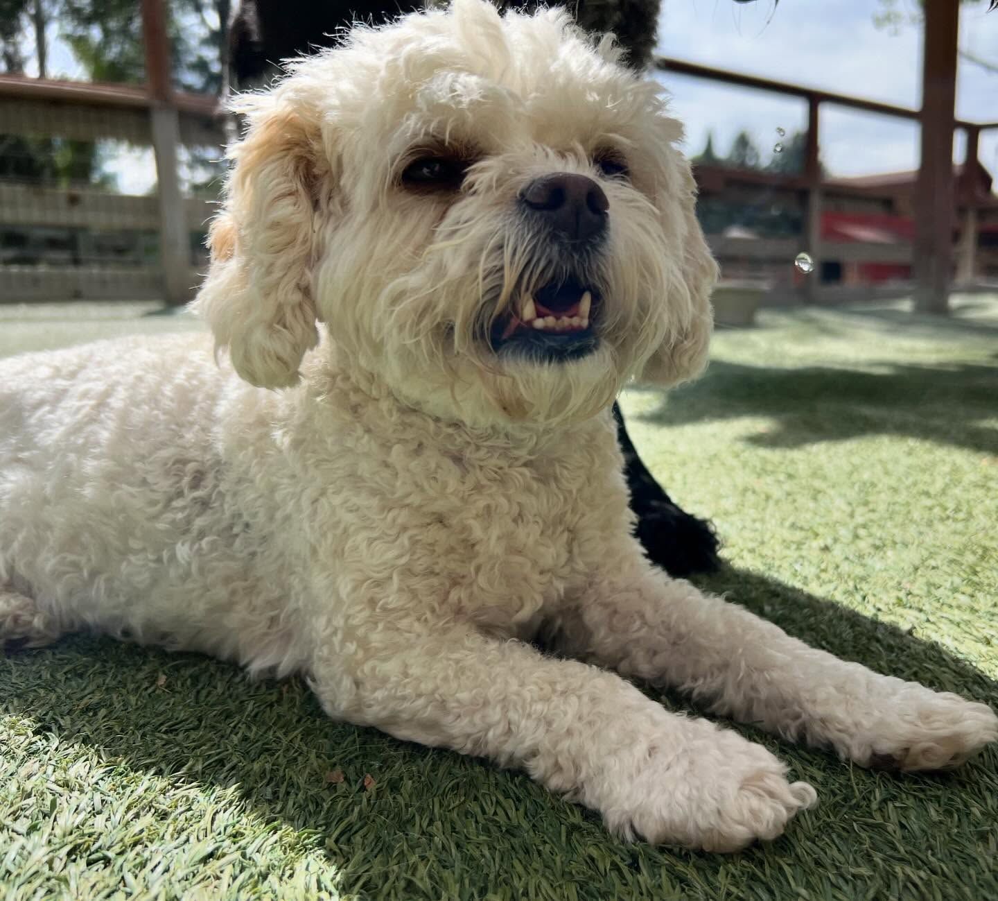 A small white dog laying on the grass with its mouth open