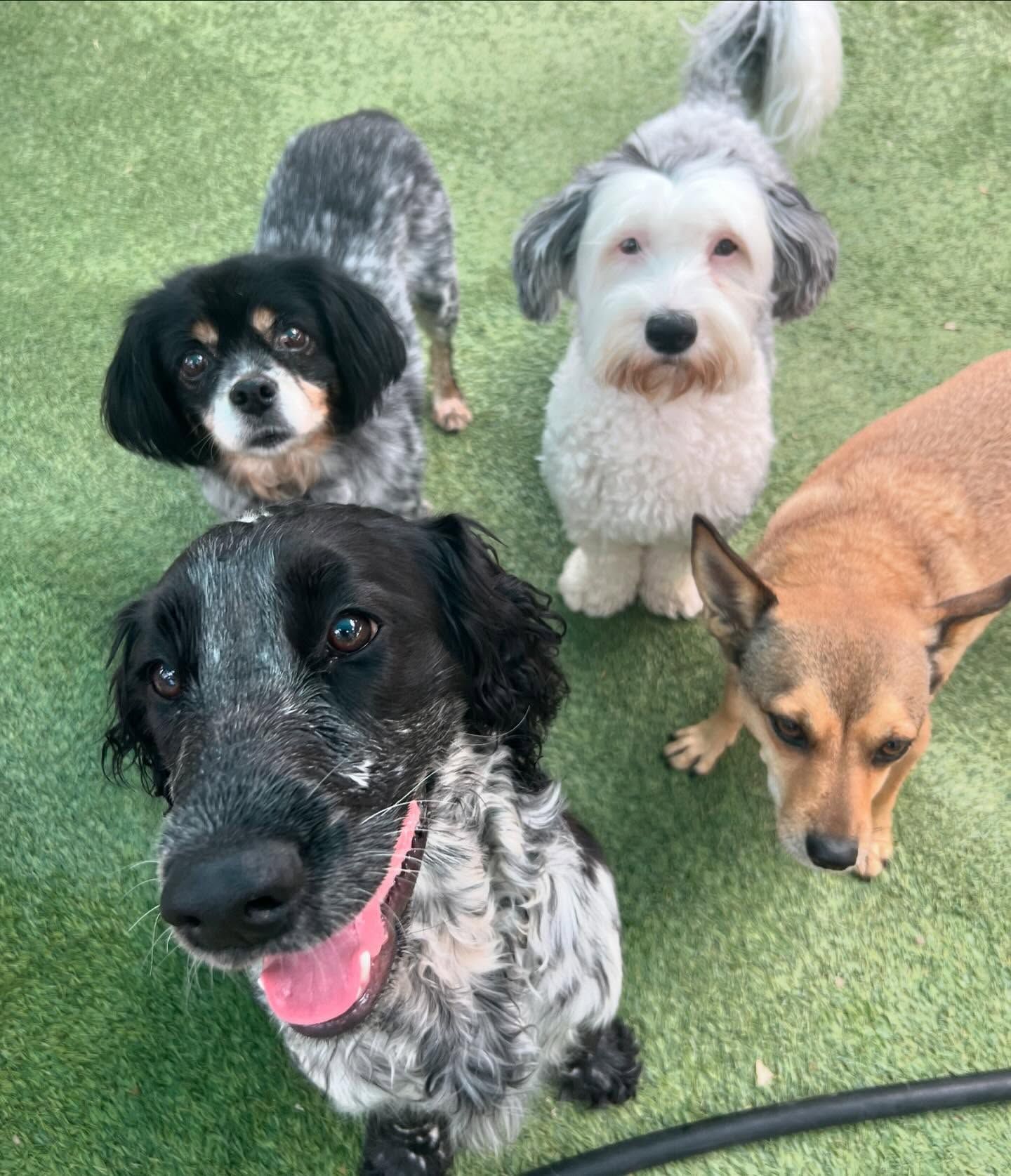Three dogs are standing next to each other on a lush green field