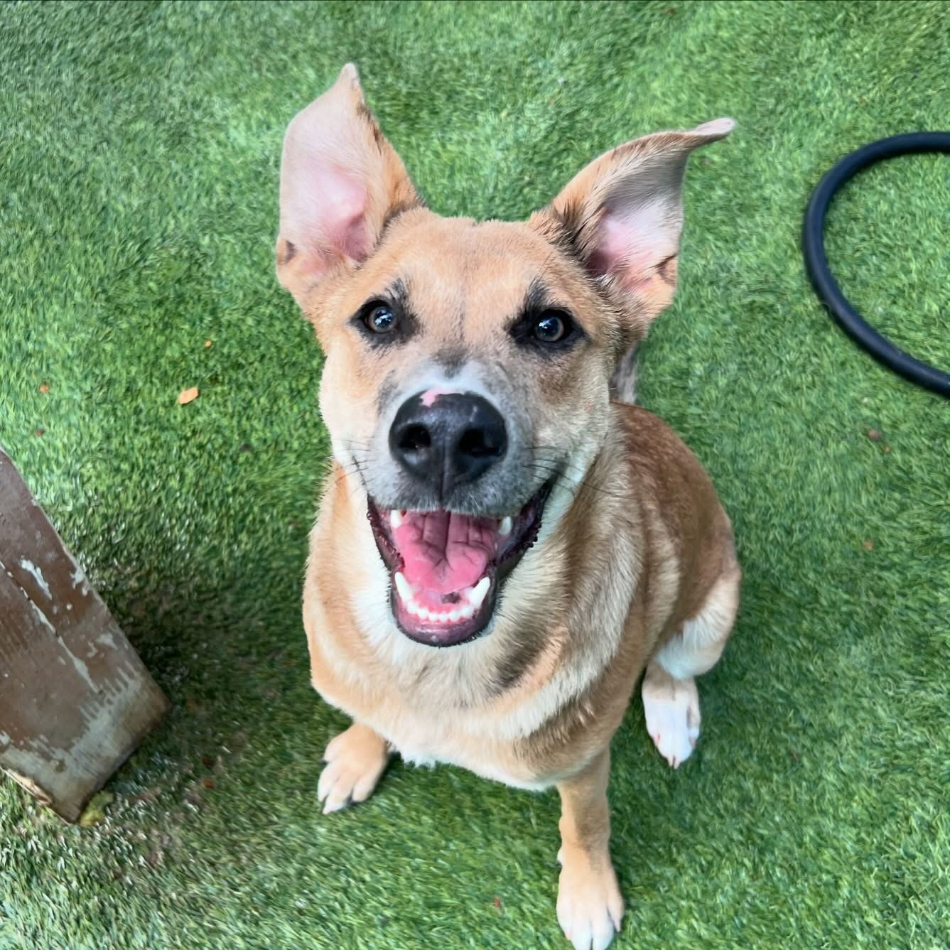 A brown dog is sitting on the grass with its mouth open