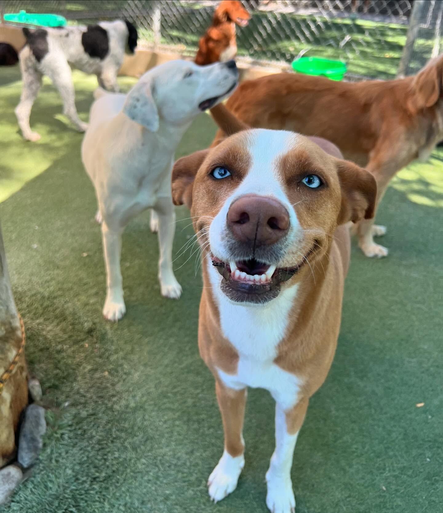 A brown and white dog is smiling in front of a group of dogs