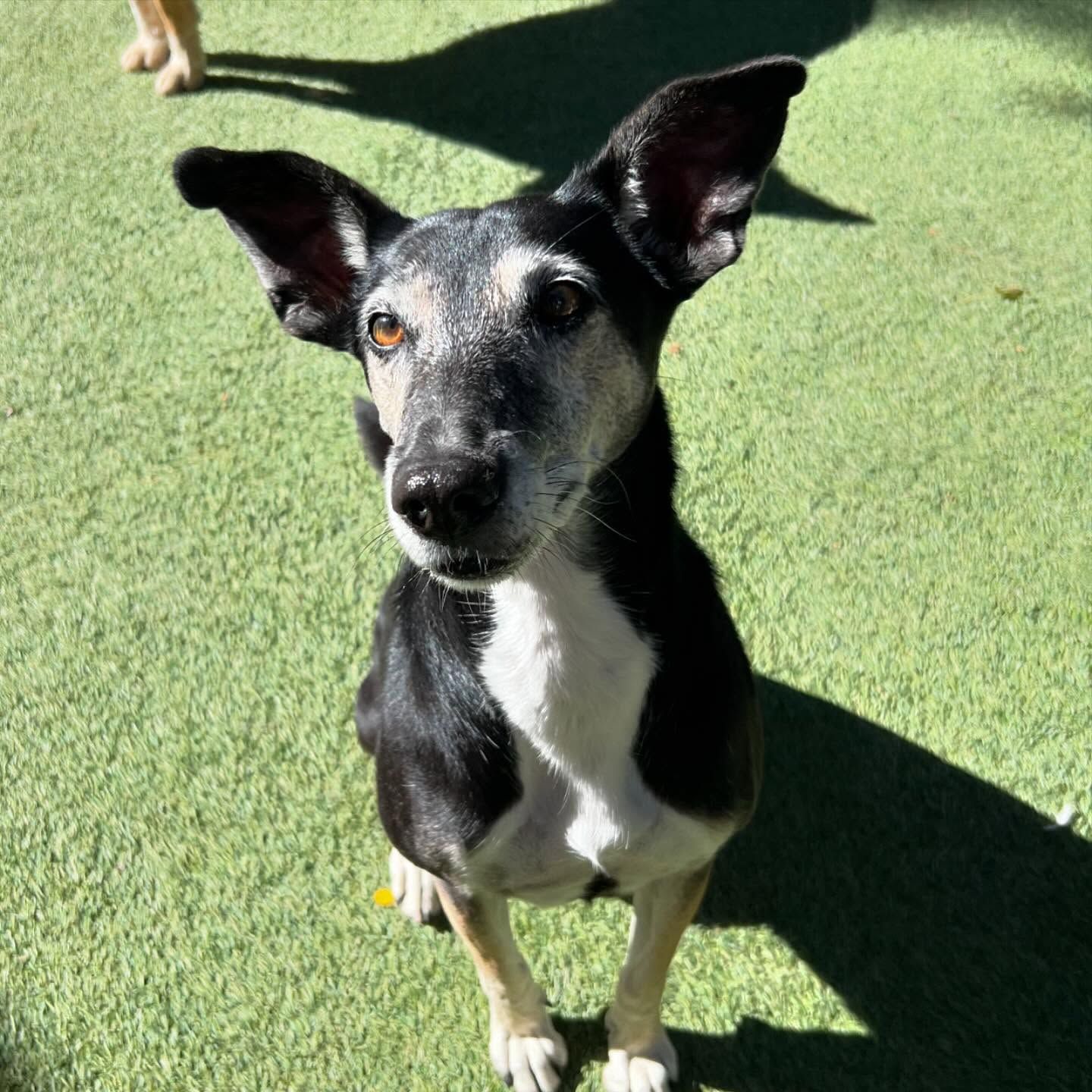 A black and white dog is sitting on the grass and looking at the camera