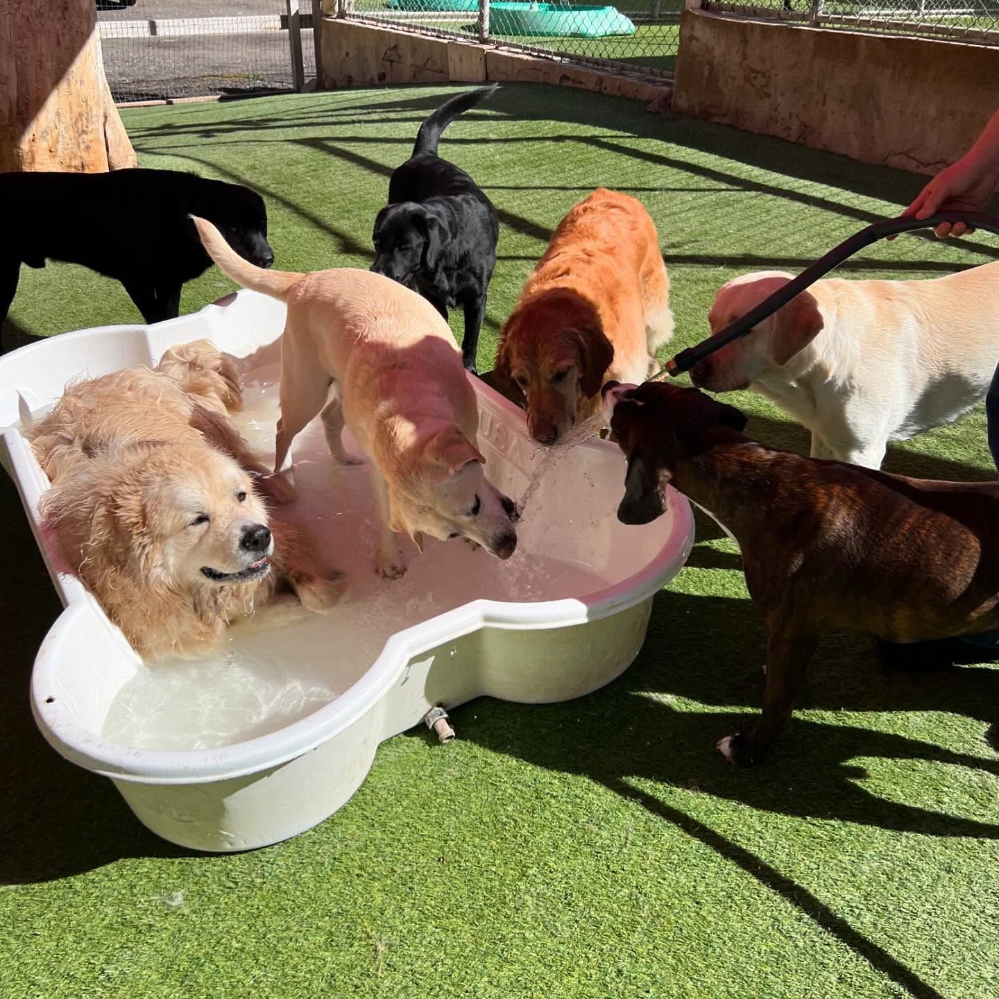 A group of dogs are playing in a pool of water