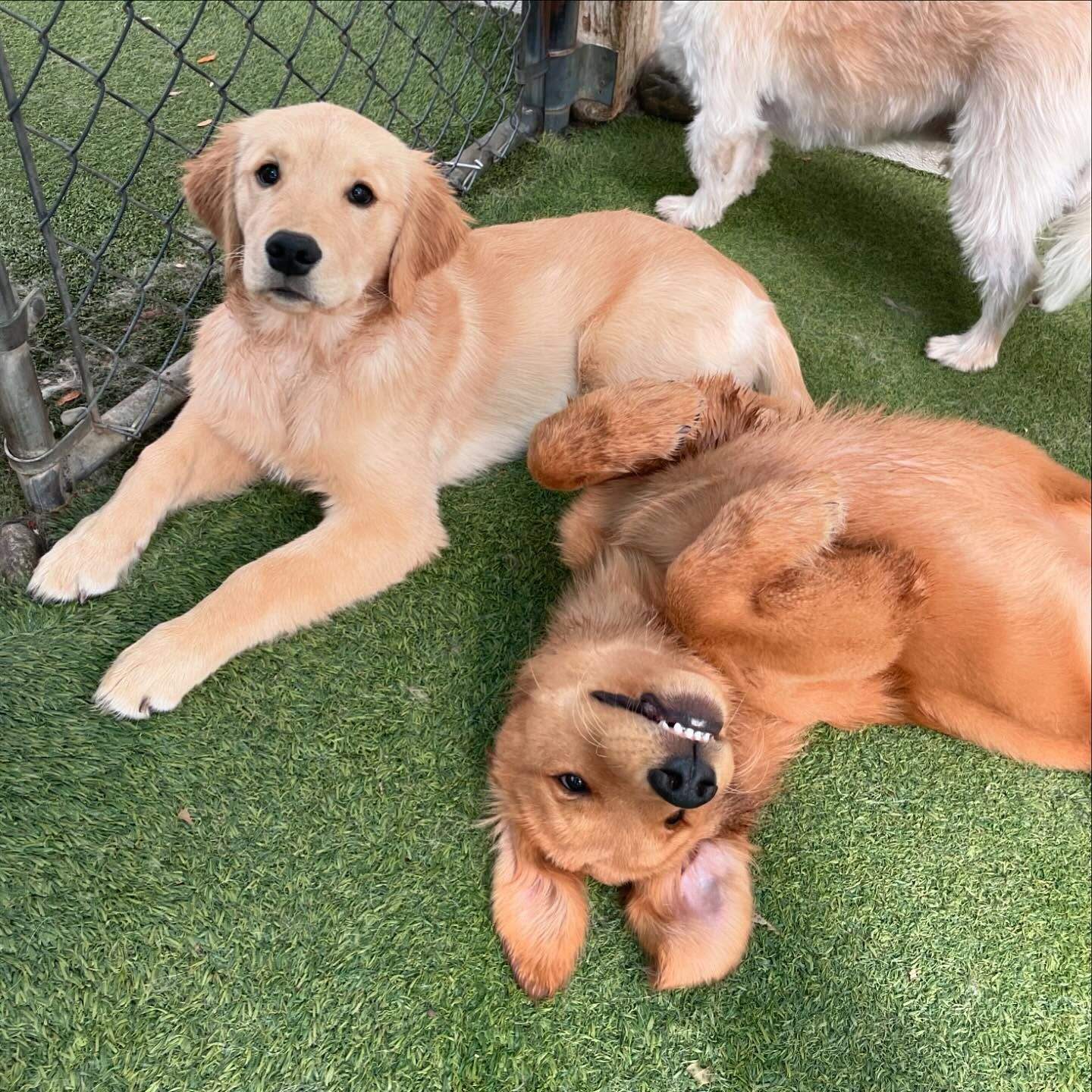 Two dogs are laying on their backs on the grass