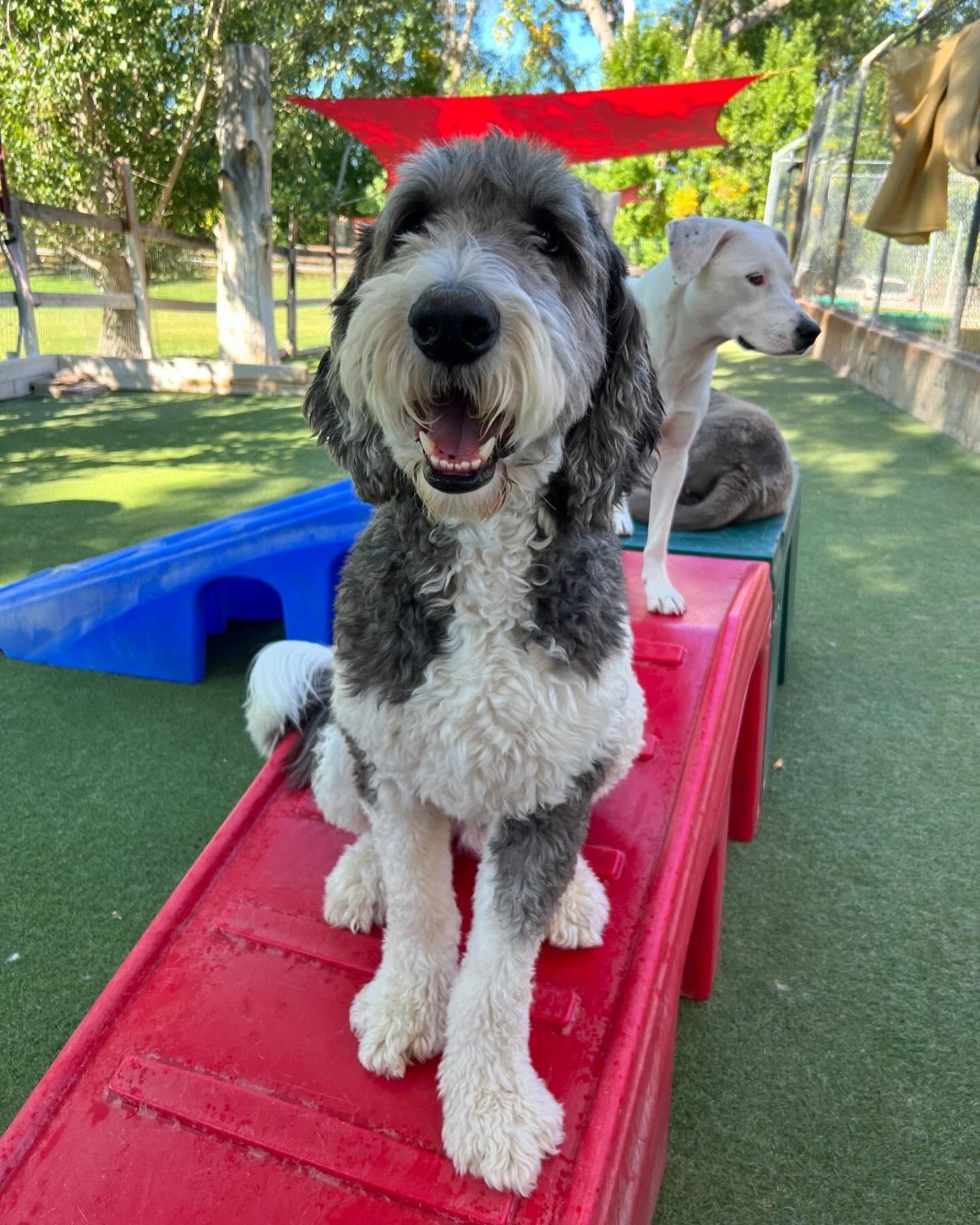 A gray and white dog is sitting on a red ramp