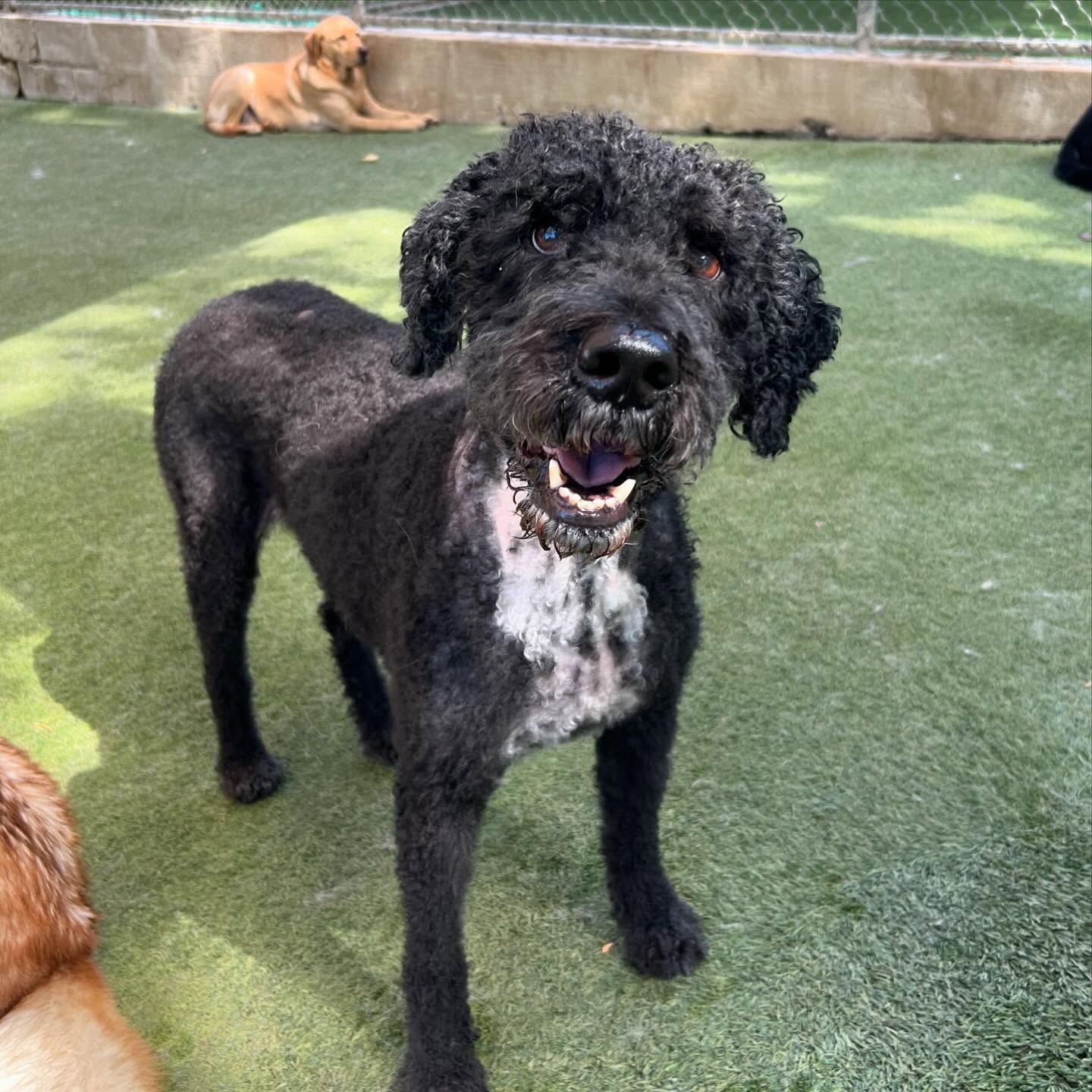A black and white dog is standing on a lush green field