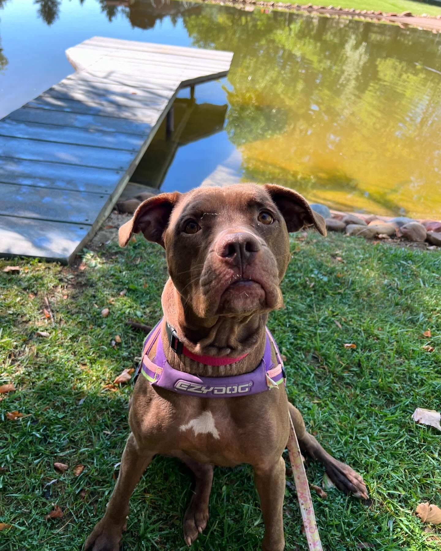 A brown dog is sitting on the grass next to a body of water