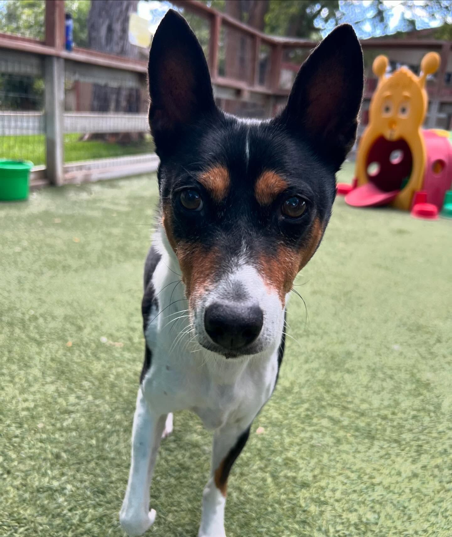 A black and white dog is standing on a lush green field