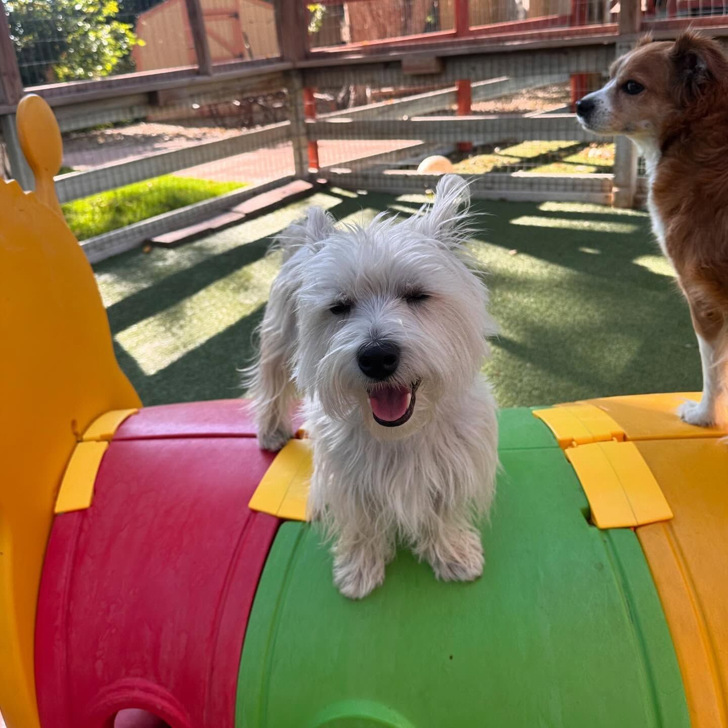 A small white dog is sitting on a colorful toy