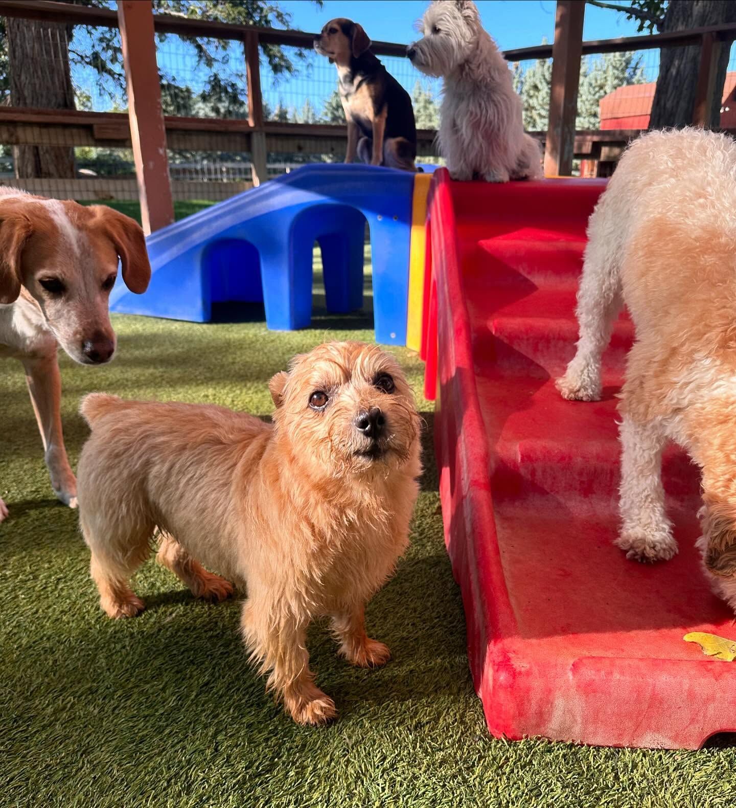 A group of dogs are standing around a red slide