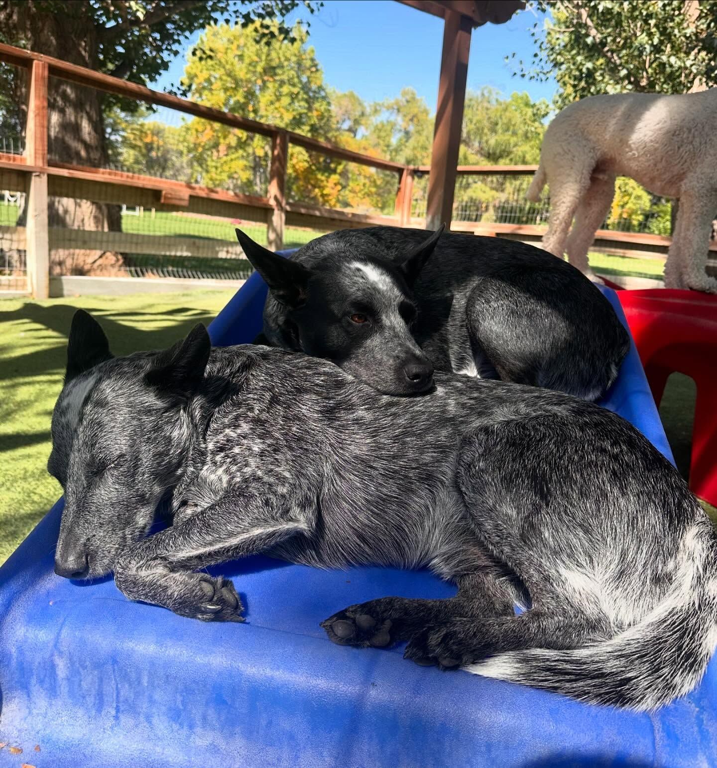 Two dogs laying on top of each other on a blue ramp