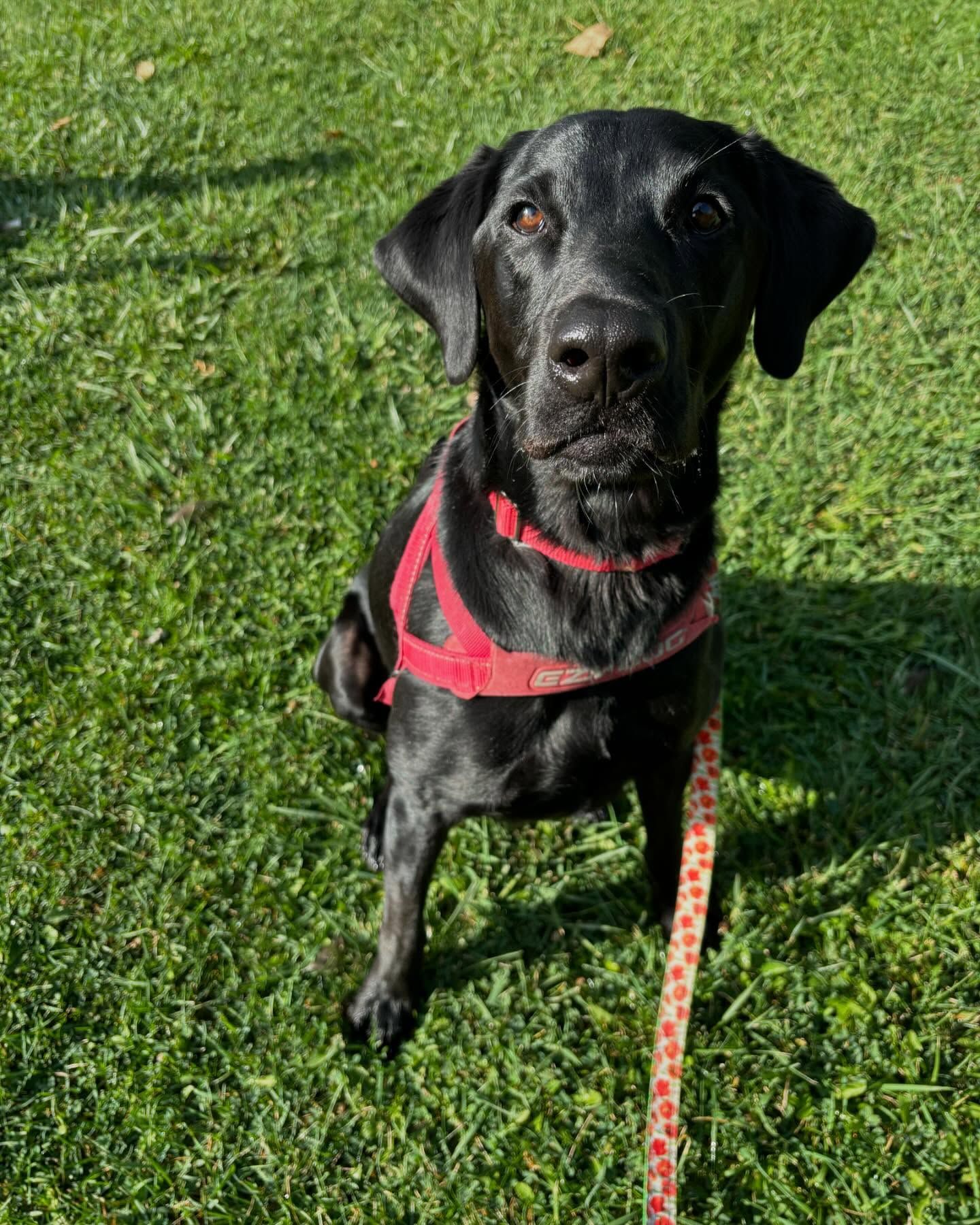 A black dog wearing a red harness and leash is sitting on the grass
