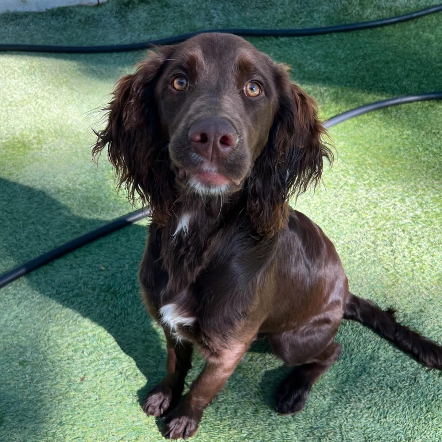 A brown dog is sitting on a green carpet and looking at the camera