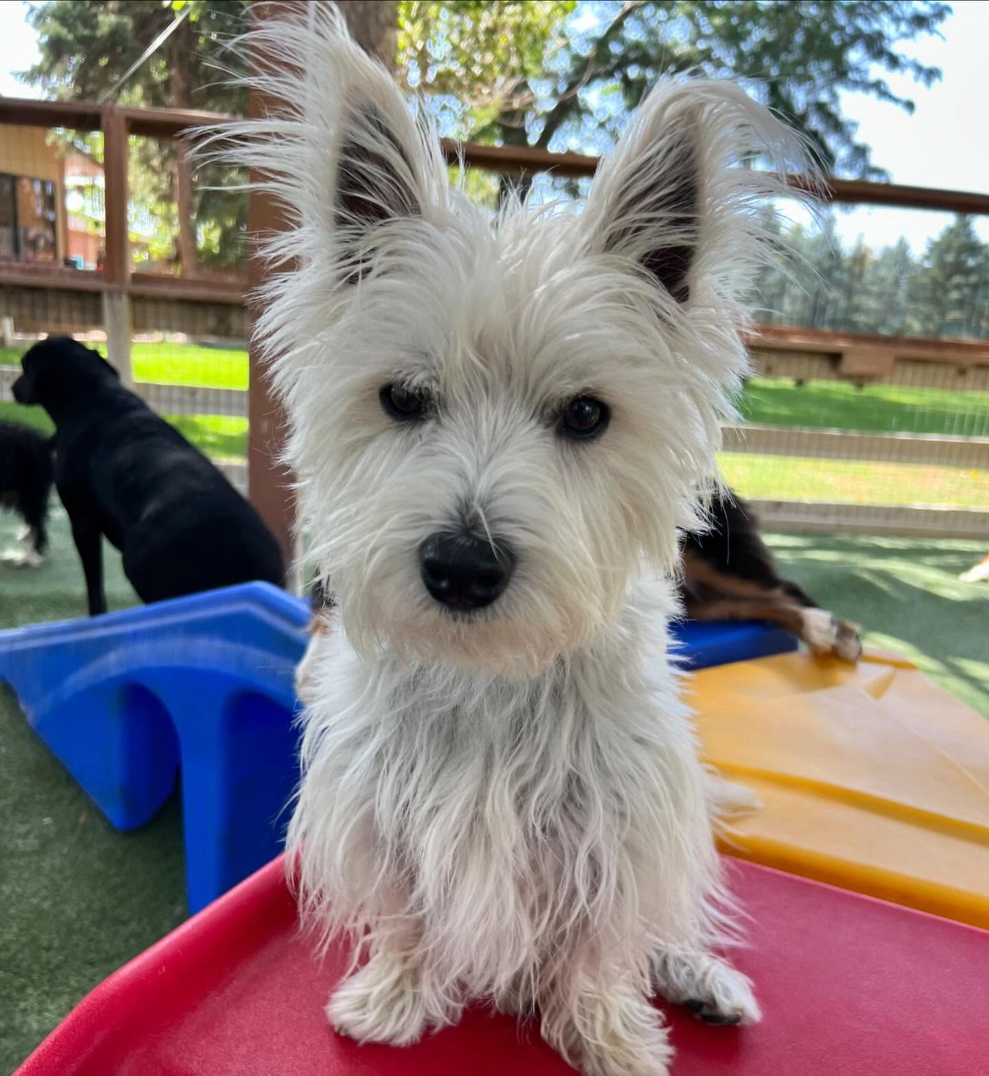 A small white dog is sitting on a red ramp and looking at the camera