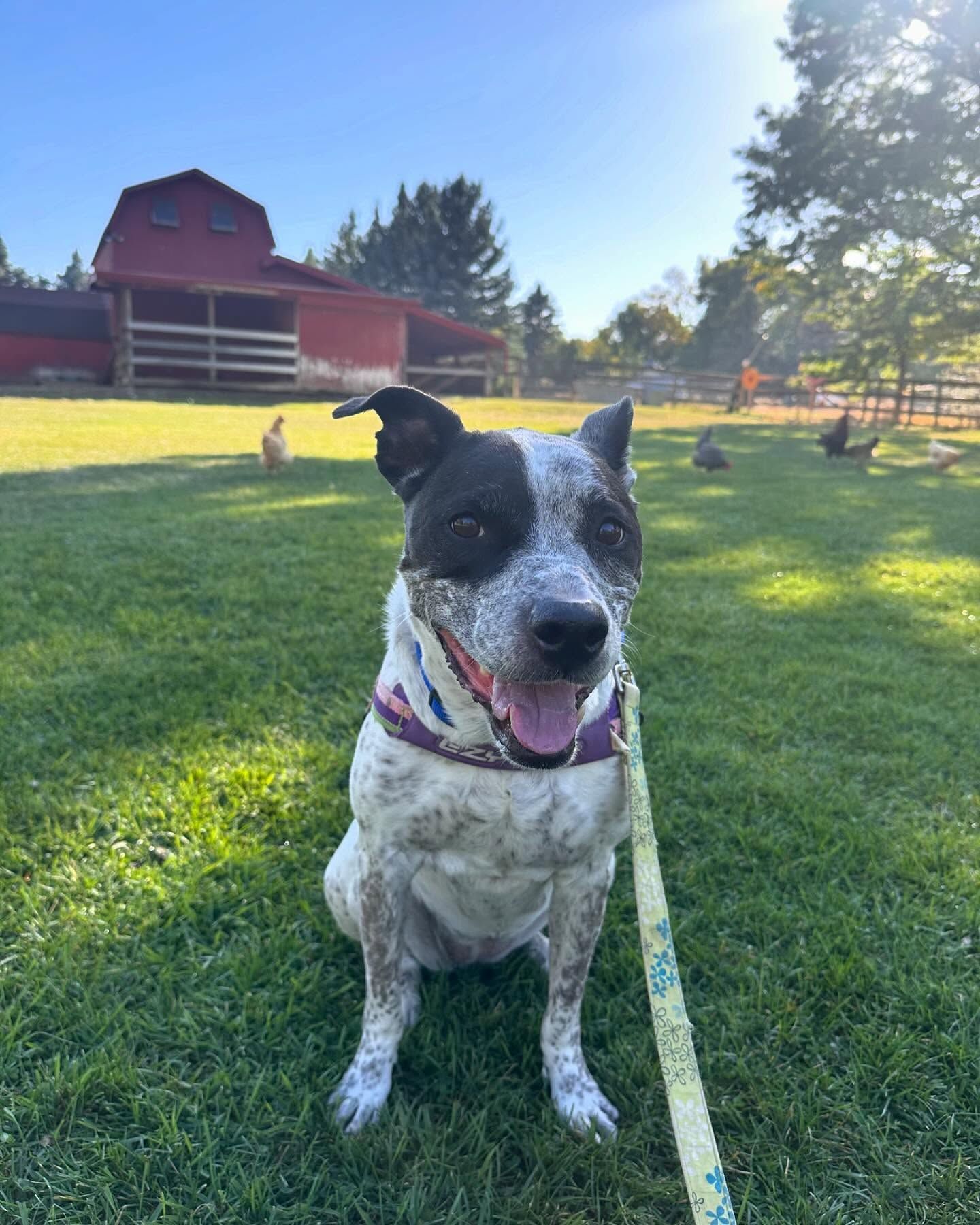 A black and white dog is sitting on the grass on a leash