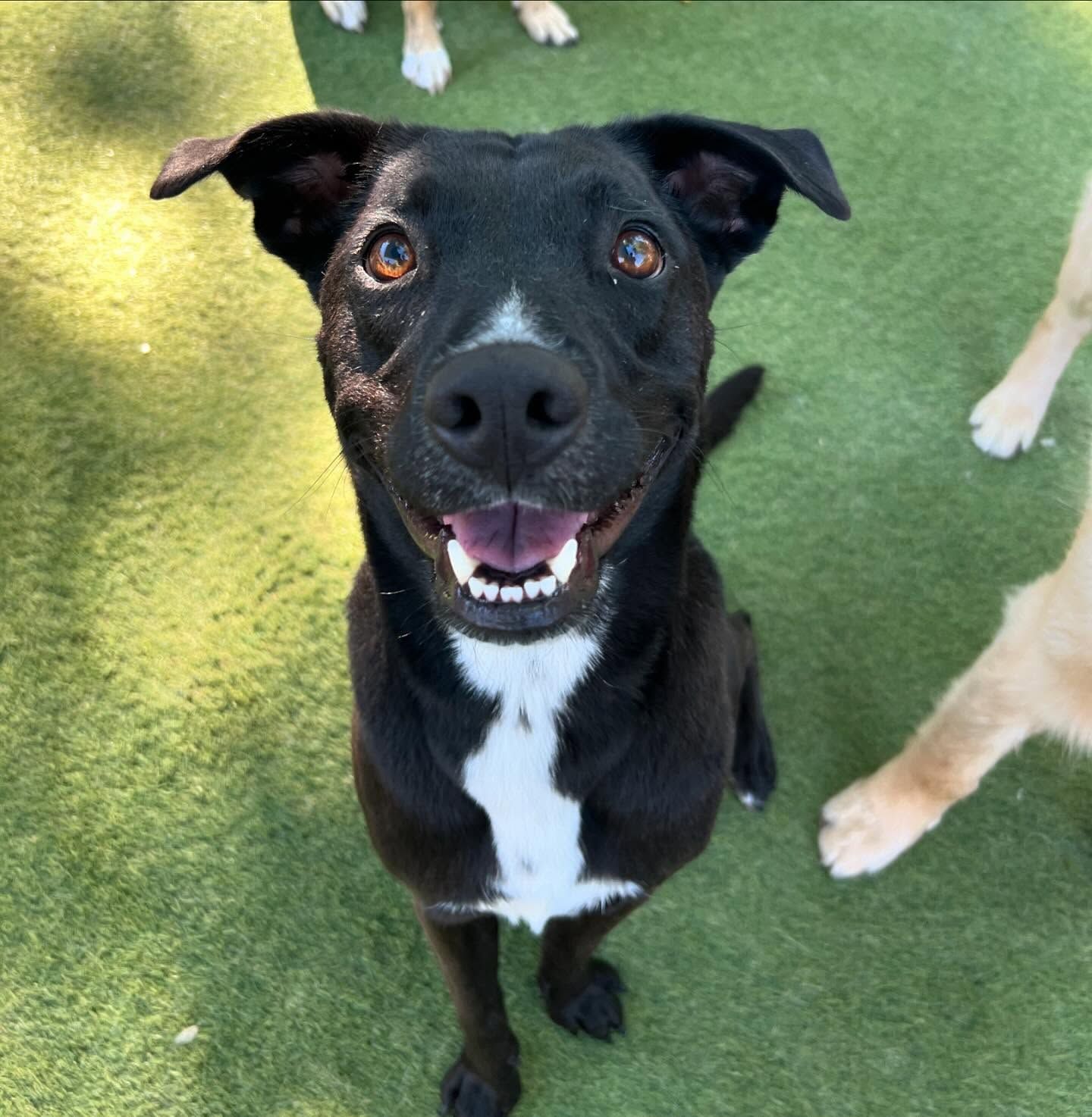 A black and white dog is smiling and looking up at the camera