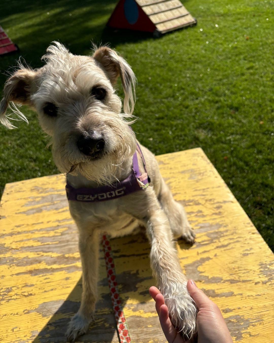A person is holding the paw of a small dog