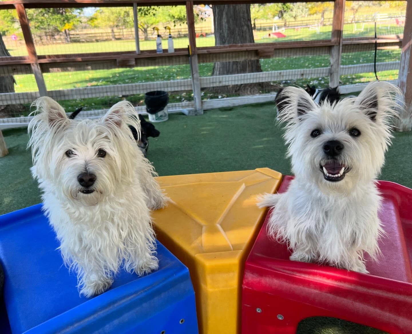 Two white dogs are sitting next to each other on a playground