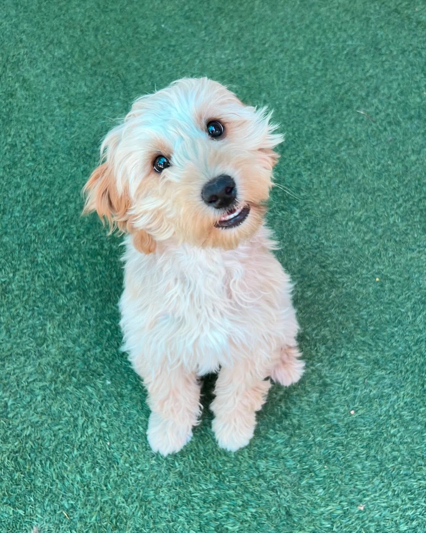 A small white dog is looking up at the camera