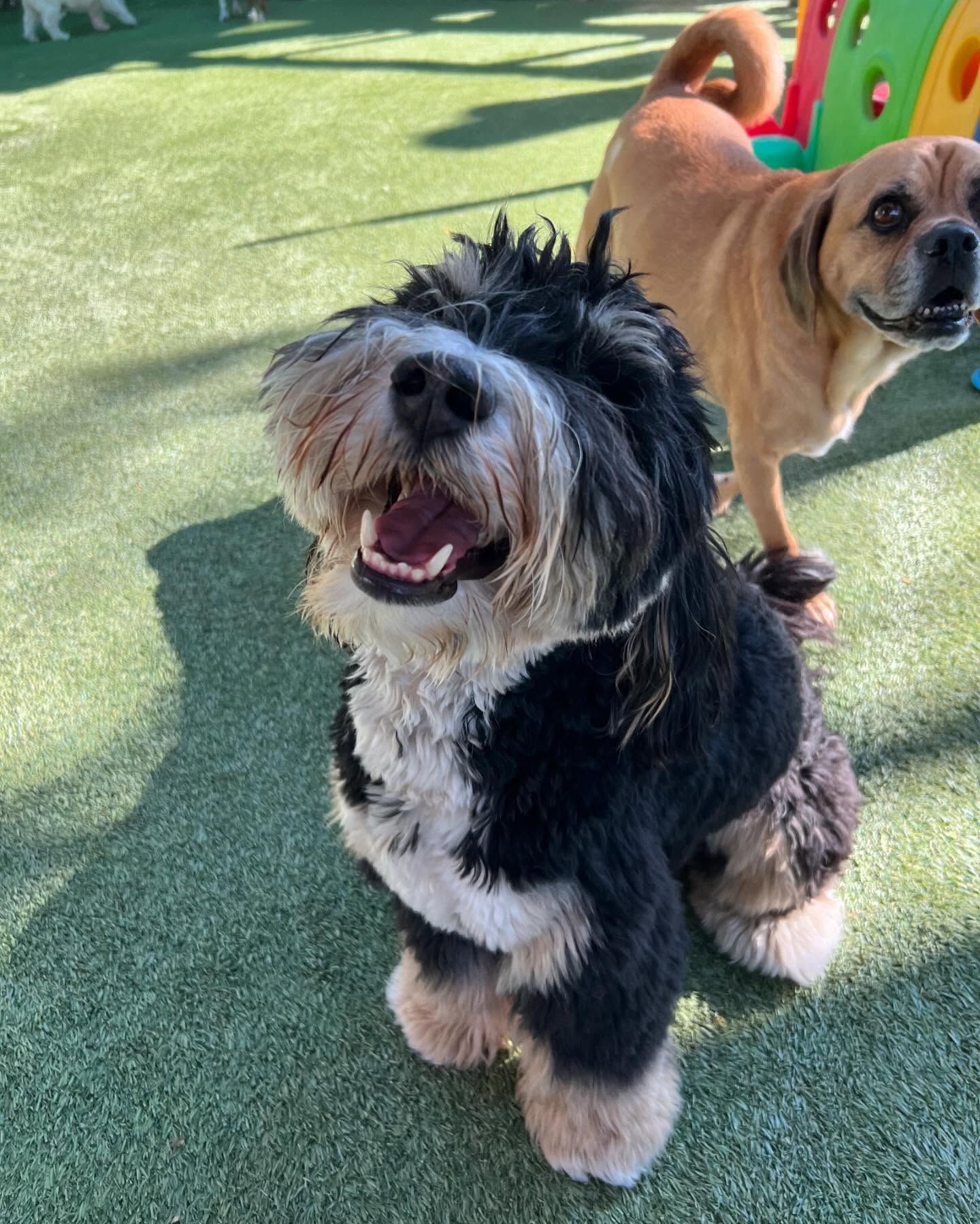 A black and white dog is sitting on the grass with its mouth open