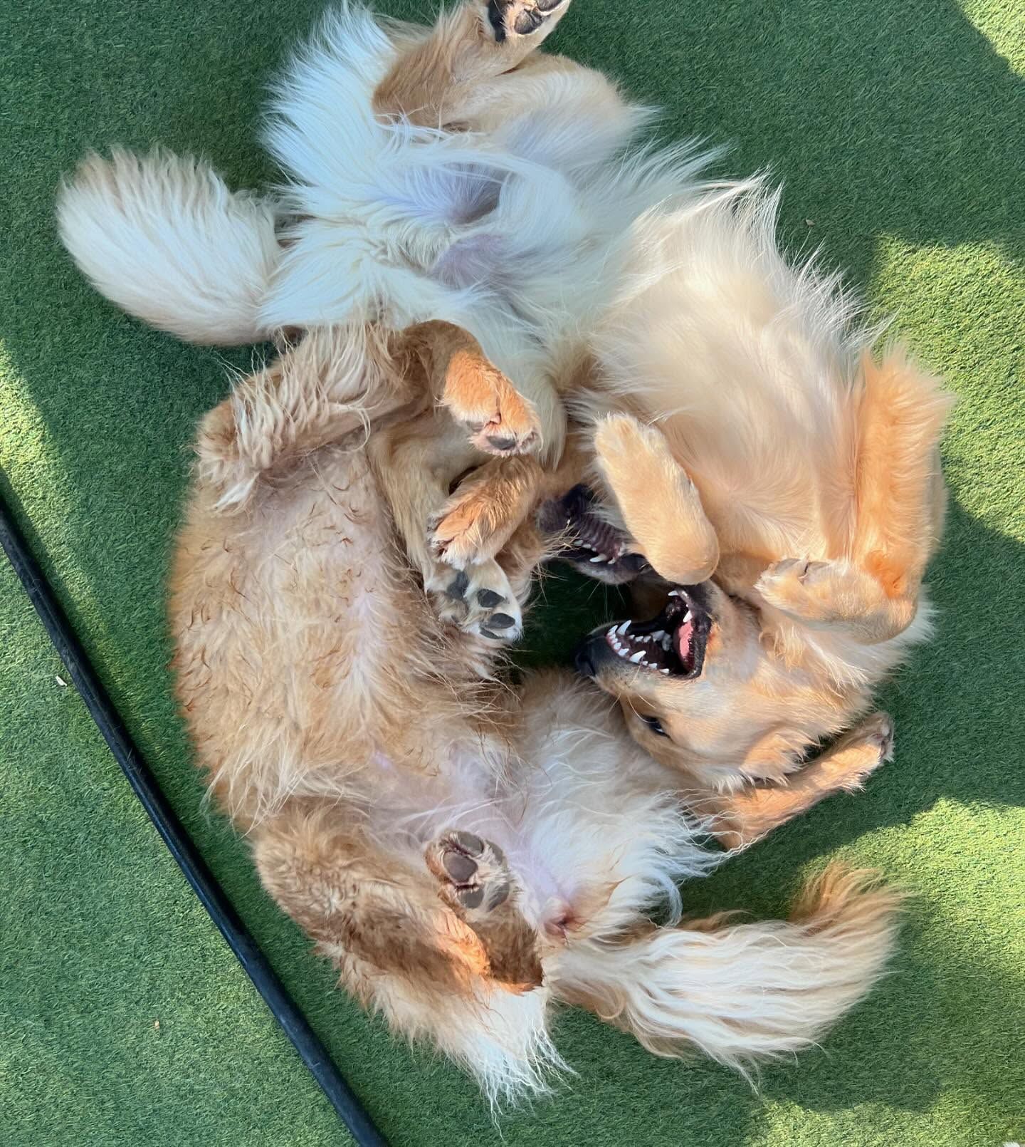 Two dogs are playing with each other on the grass