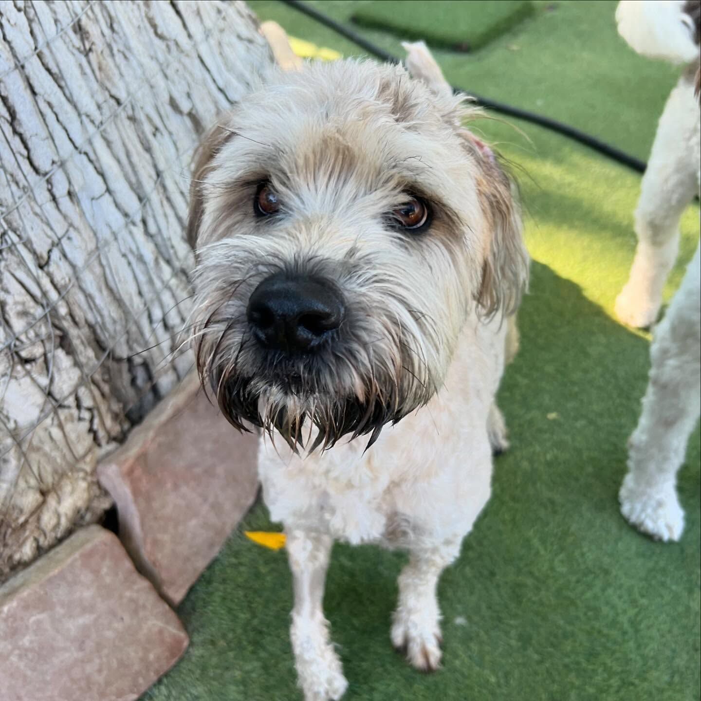 A small dog with a beard is standing next to a tree