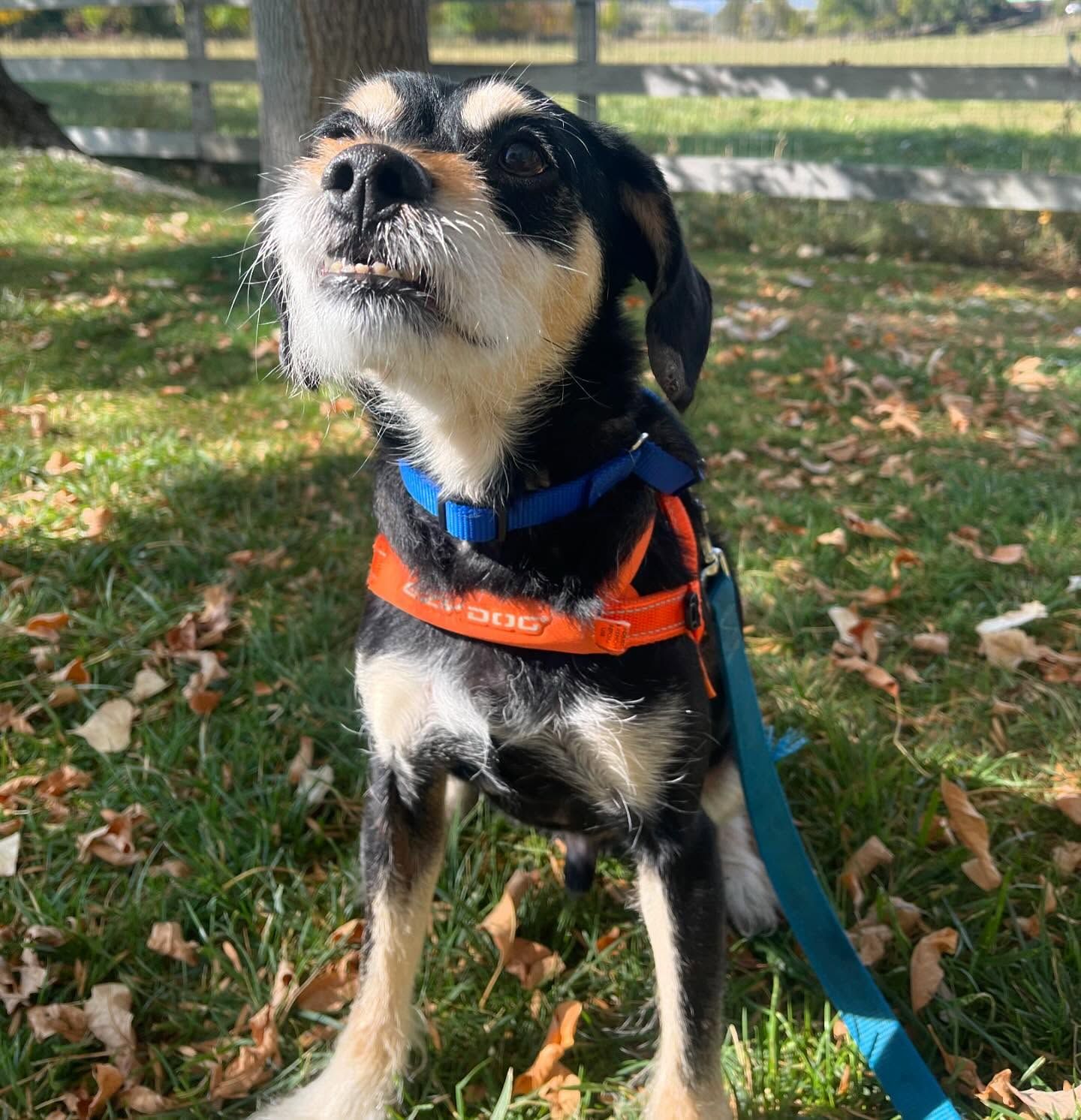 A small dog wearing a harness and leash is standing on the grass