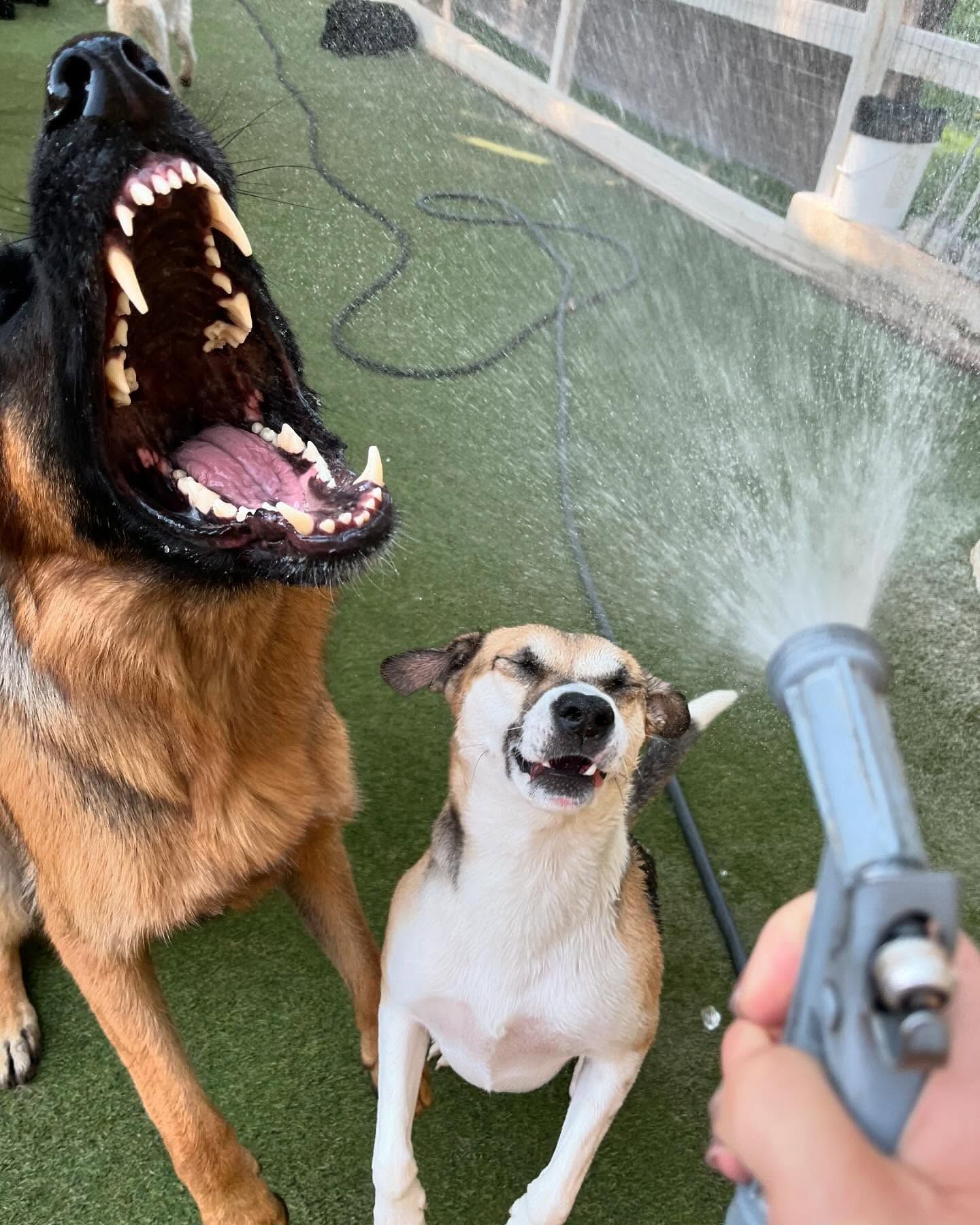 A person is spraying water on two dogs with a hose