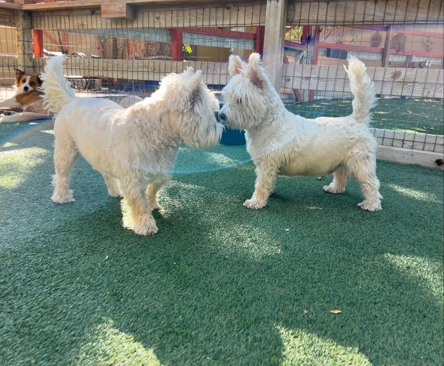 Two white dogs are standing next to each other on a lush green field