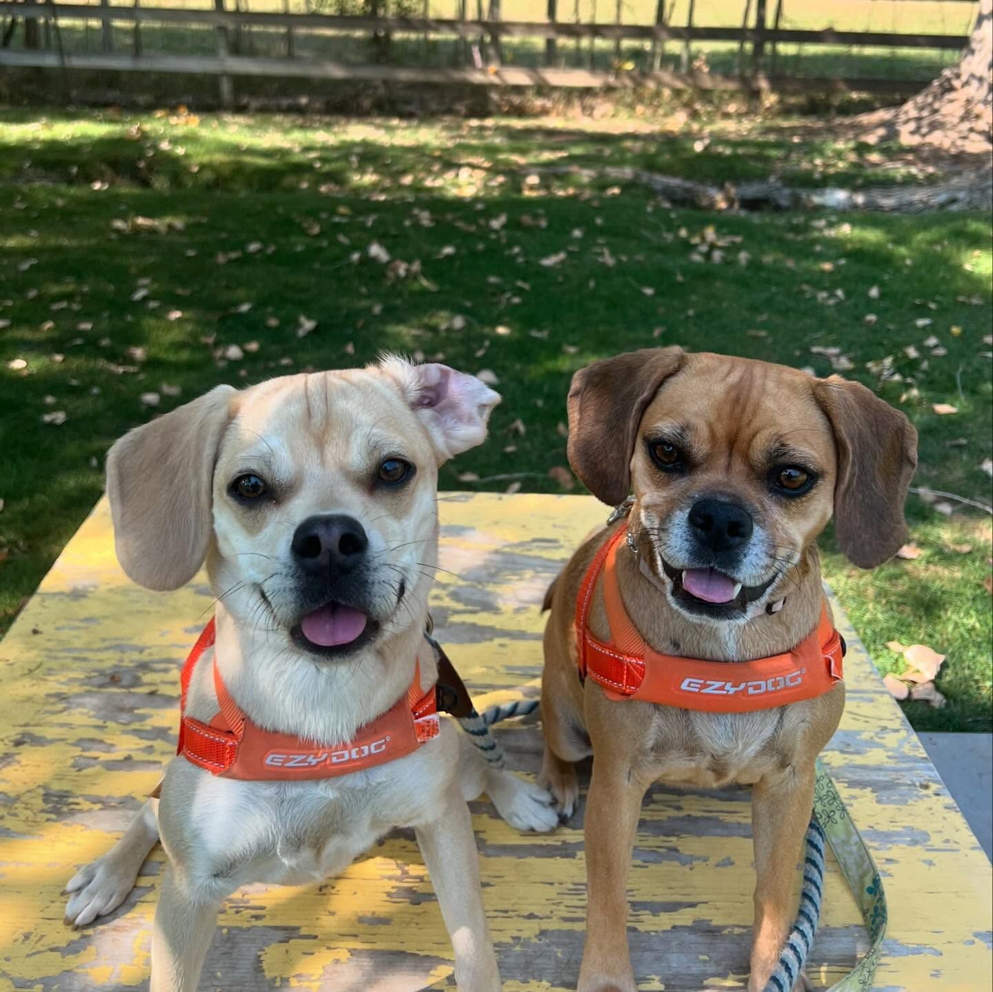 Two dogs wearing orange collars are sitting on a yellow table