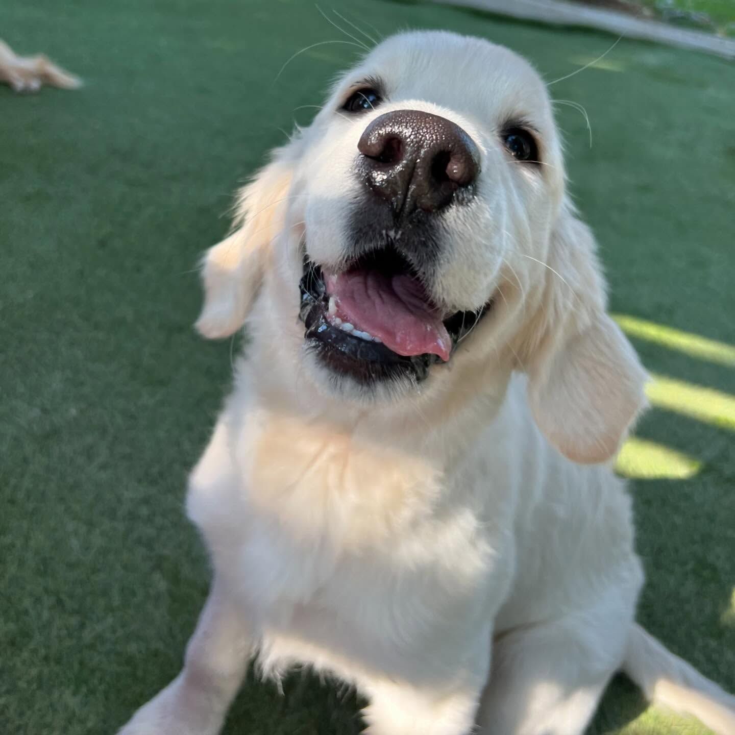 A white dog with its tongue hanging out looks up at the camera