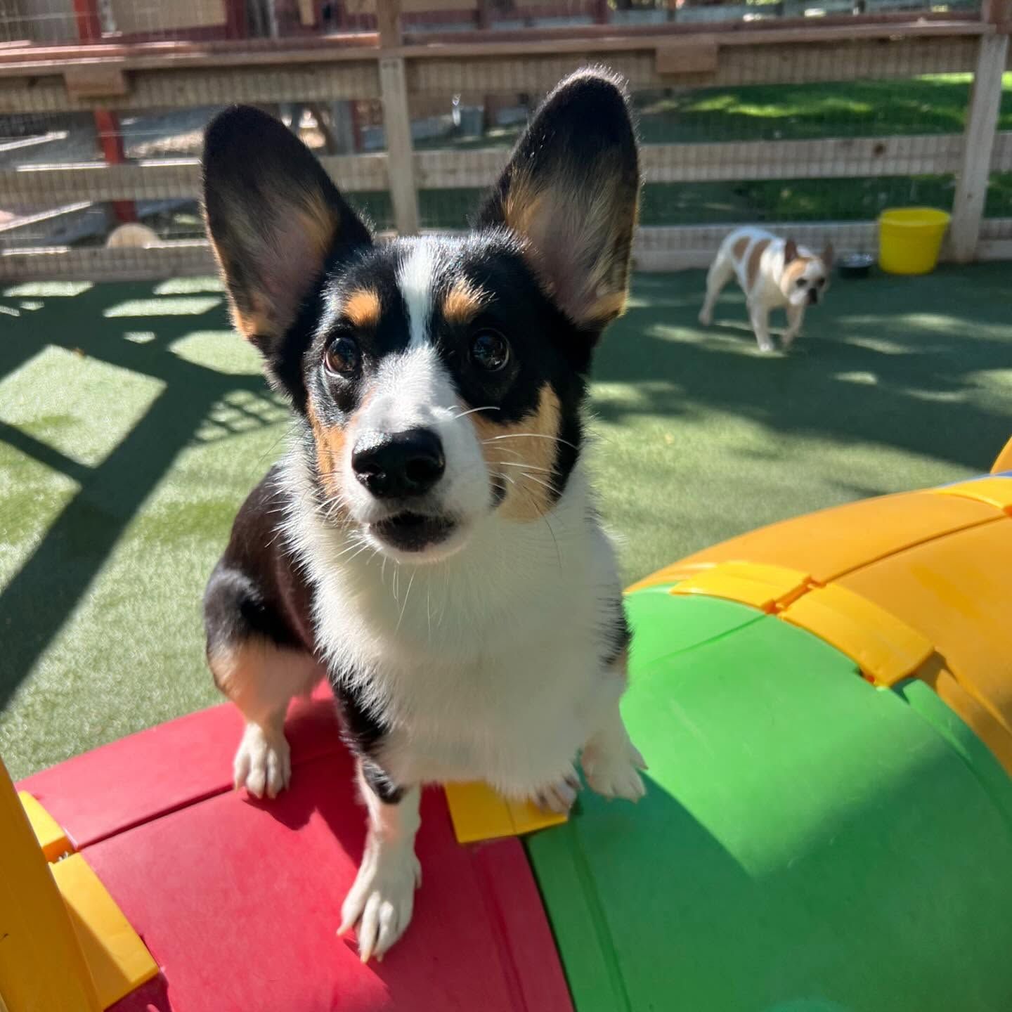 A black and white dog is sitting on a red and green toy