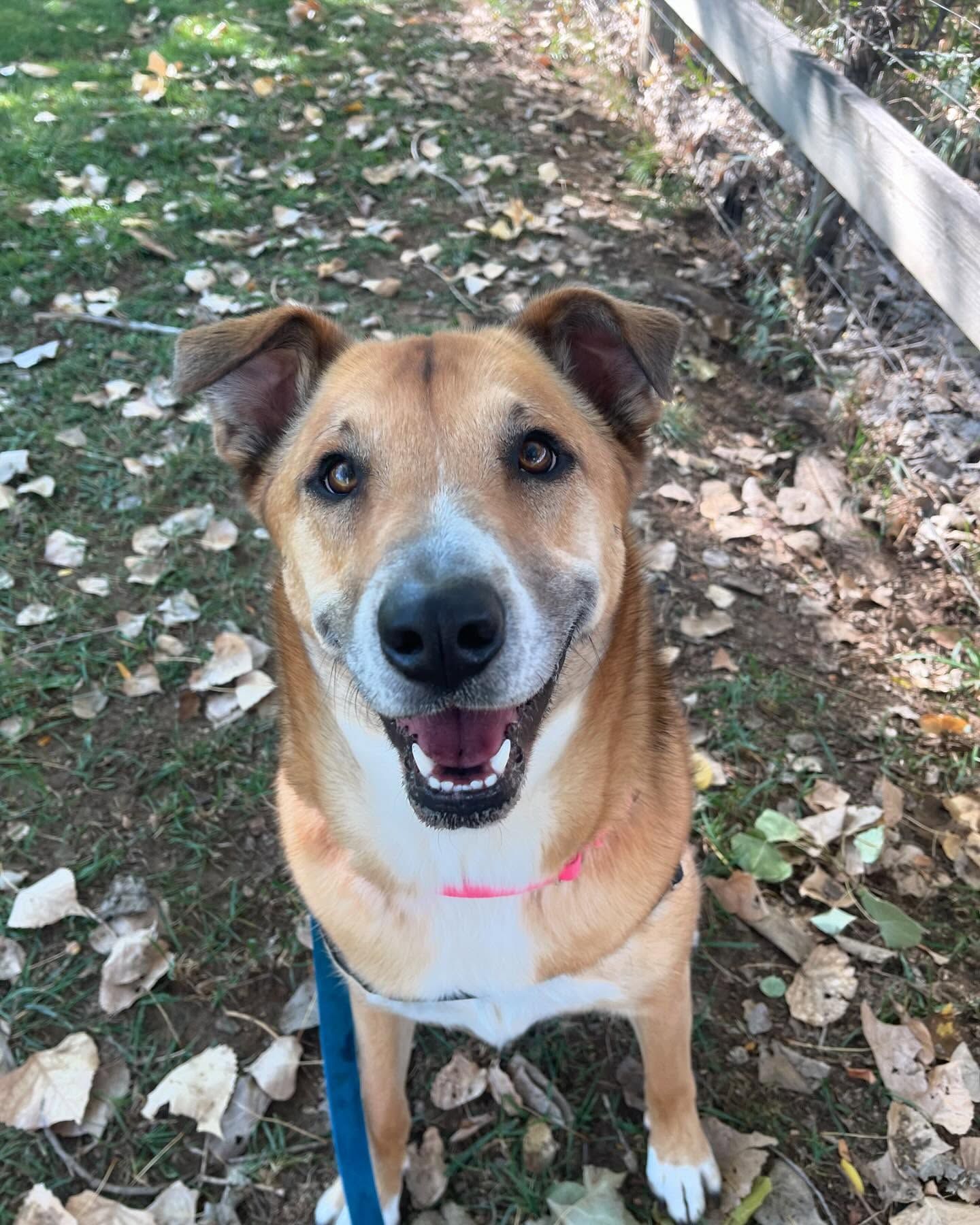 A brown and white dog on a leash is smiling and looking at the camera