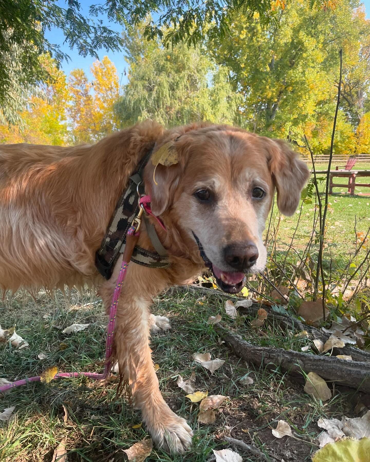 A brown dog is standing on the grass on a leash
